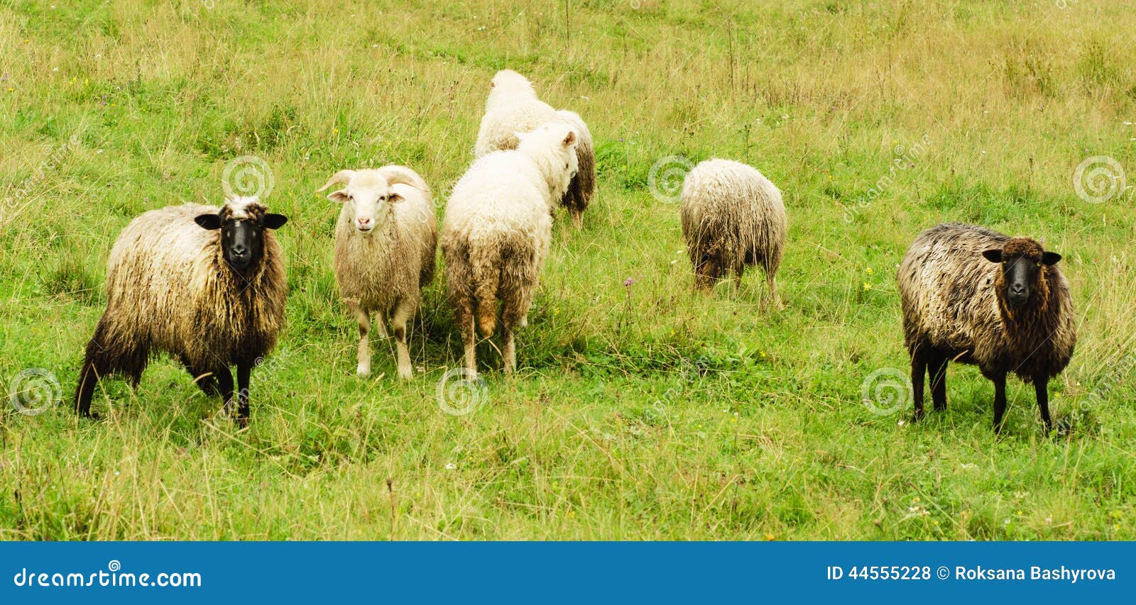 Pastando carneiros. Grupo de carneiros que pastam no prado verde, fundo natural da agricultura