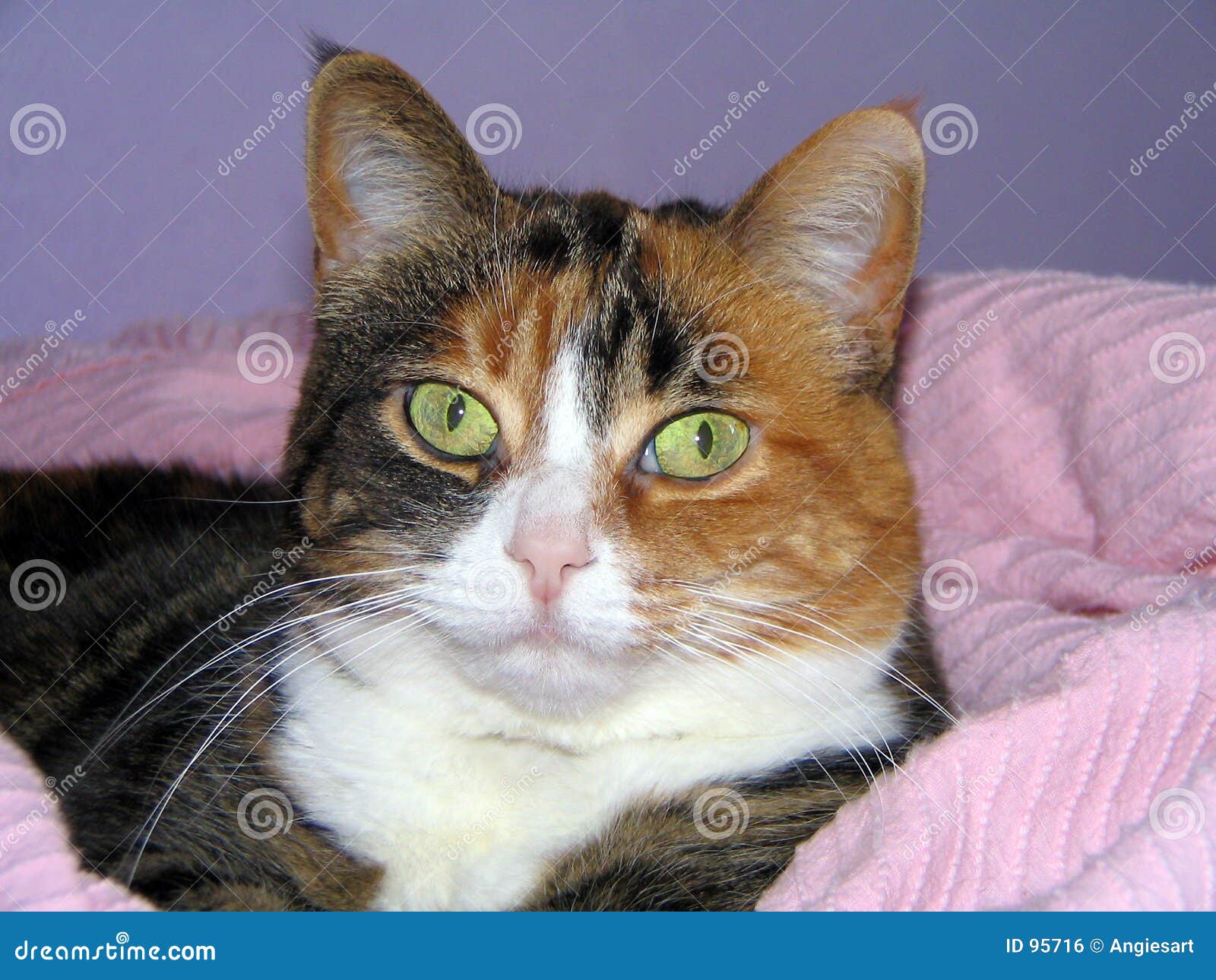 Pastel Cat Stock Photo Image Of Brown White Relax Sleep 95716