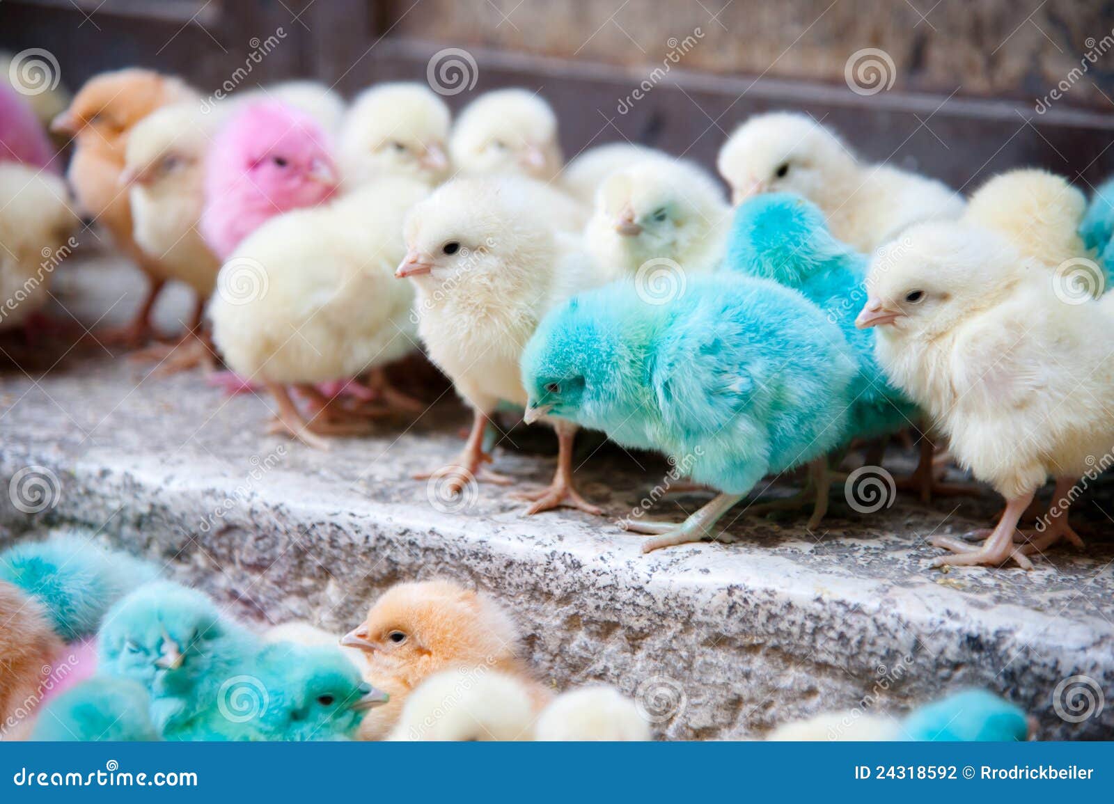Pastel Colored Baby Chicks Stock Photo Image Of Chicken Effy Moom Free Coloring Picture wallpaper give a chance to color on the wall without getting in trouble! Fill the walls of your home or office with stress-relieving [effymoom.blogspot.com]