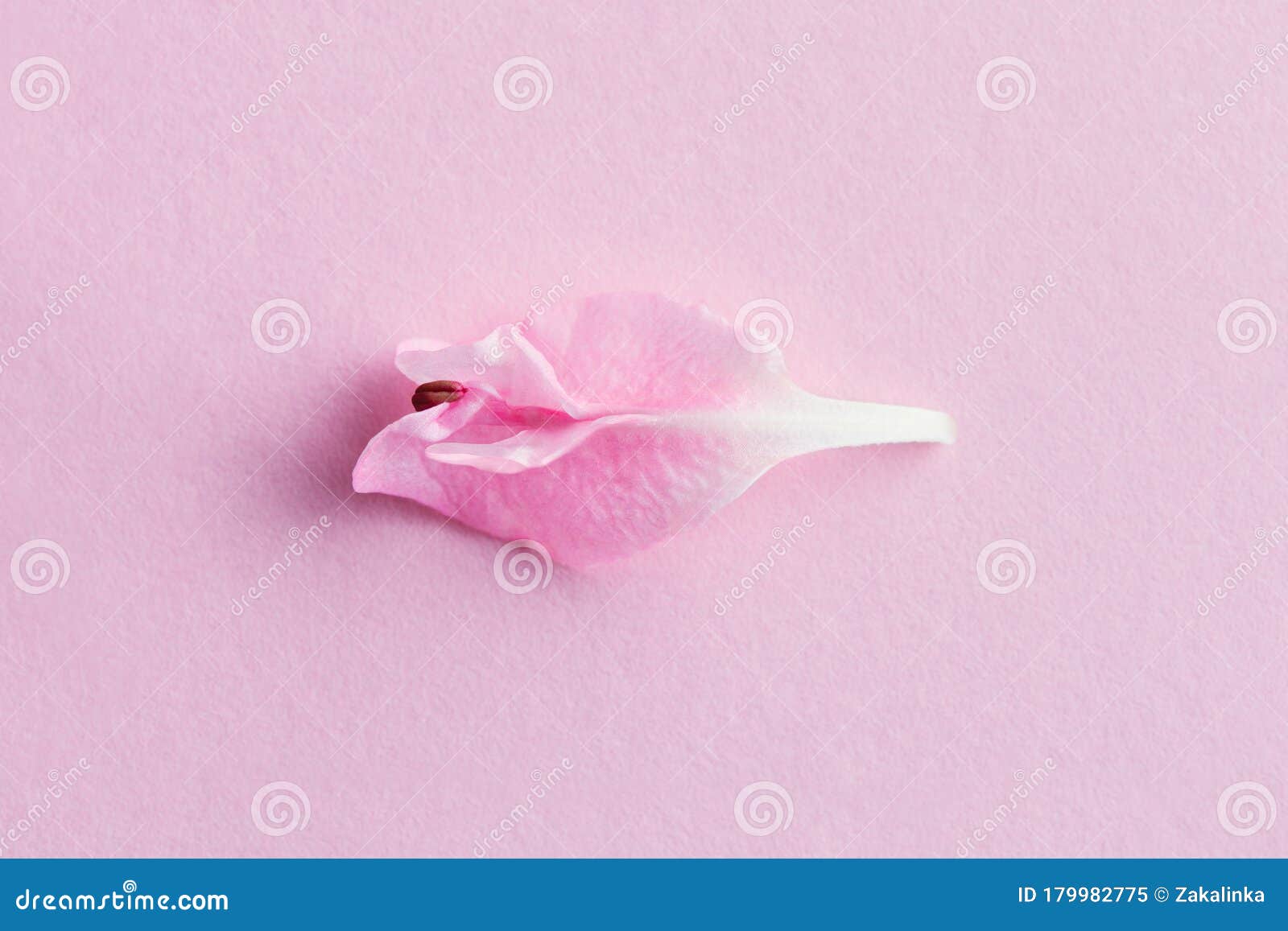 pastel flower petal,  of vulva, clitoris, vagina, erotic minimal concept