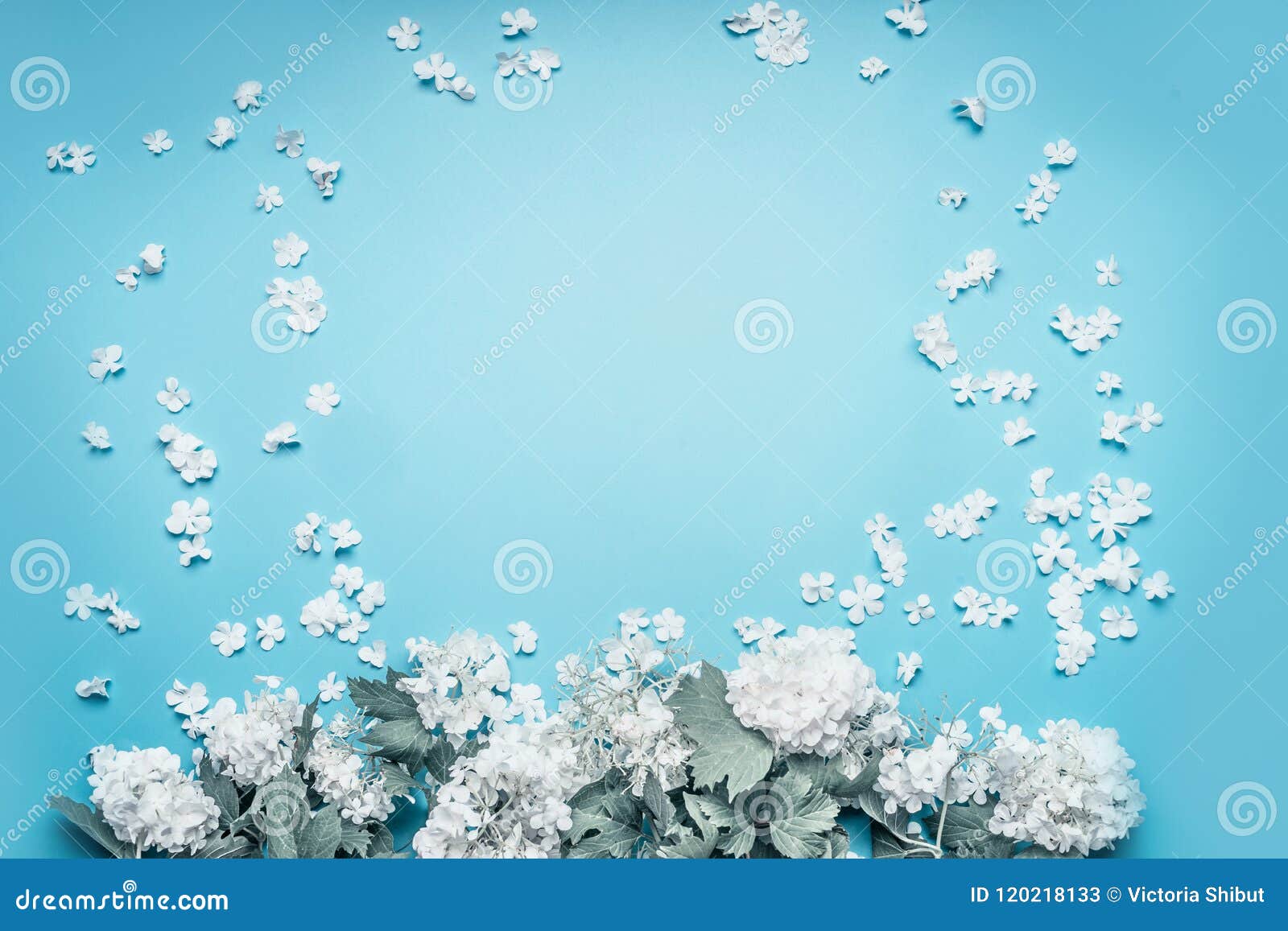 Pastel Flowers Blooming with Petals Frame on Blue Background Stock