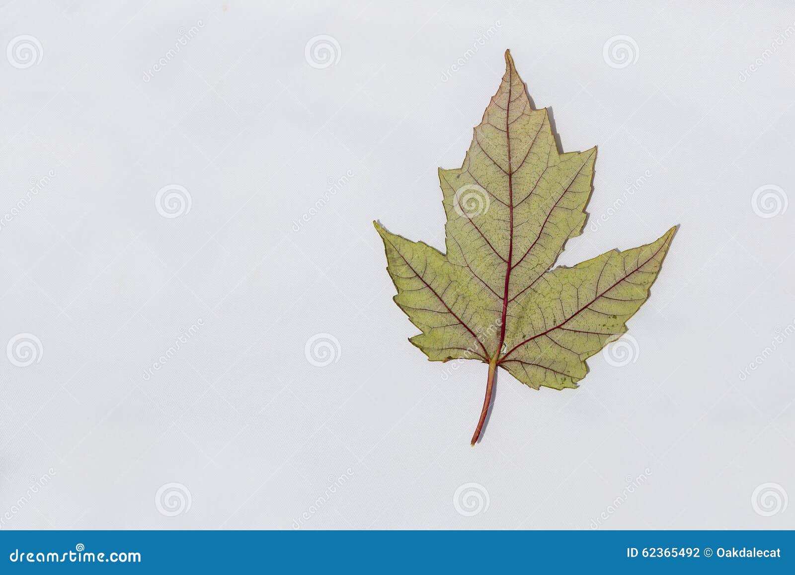 Pastel Green and Red Fall Maple Leaf Stock Photo Image of leaves