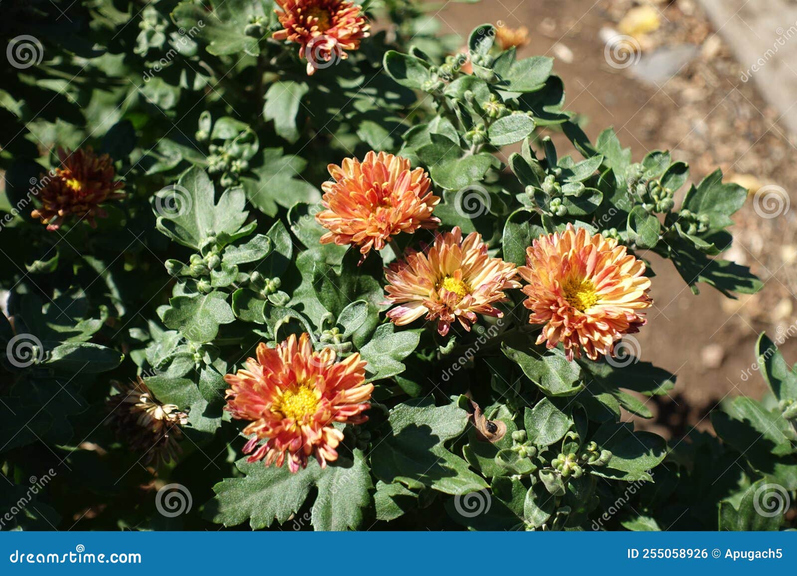 Pastel Orange Flowers of 4 Chrysanthemums in August Stock Photo Image