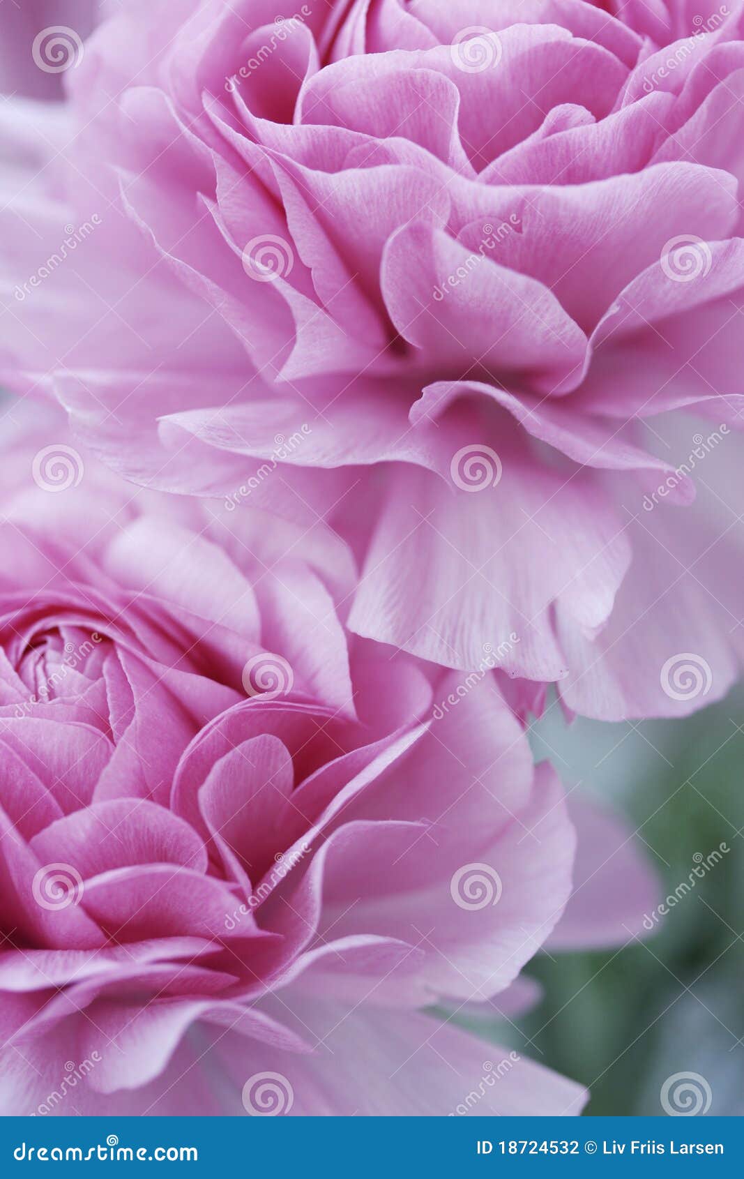 Pastel pink flowers stock photo. Image of flowers, vertical 18724532