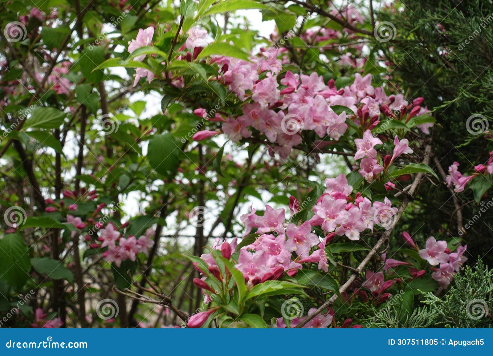 pastel pink flowers in the leafage of weigela florida in may