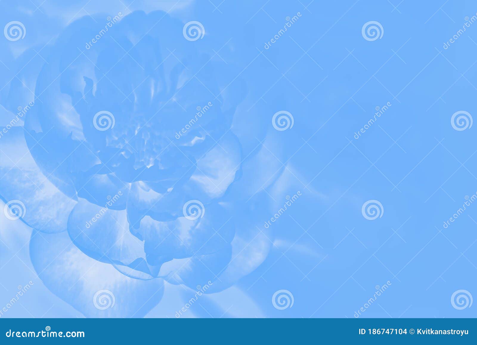 Pastel Watercolor Blue Background with Peony Pattern Stock Photo Image of floral, delicate
