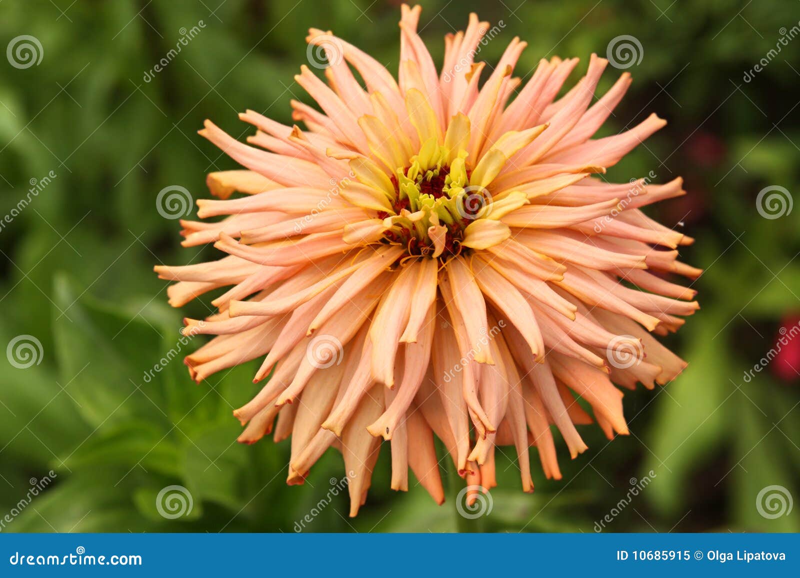 Pastel Zinnia Flower stock image. Image of blooming, bright 10685915