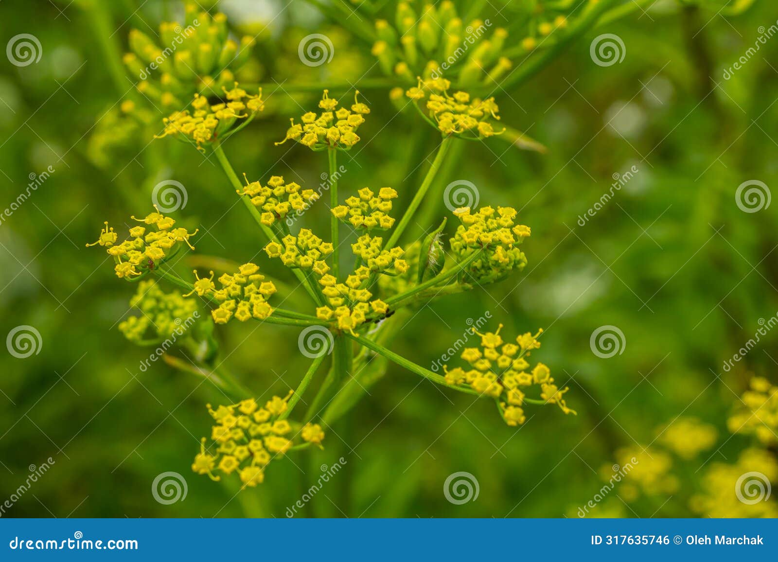 pastinaca sativa subsp. urens, pastinaca umbrosa, apiaceae. wild plant shot in summer