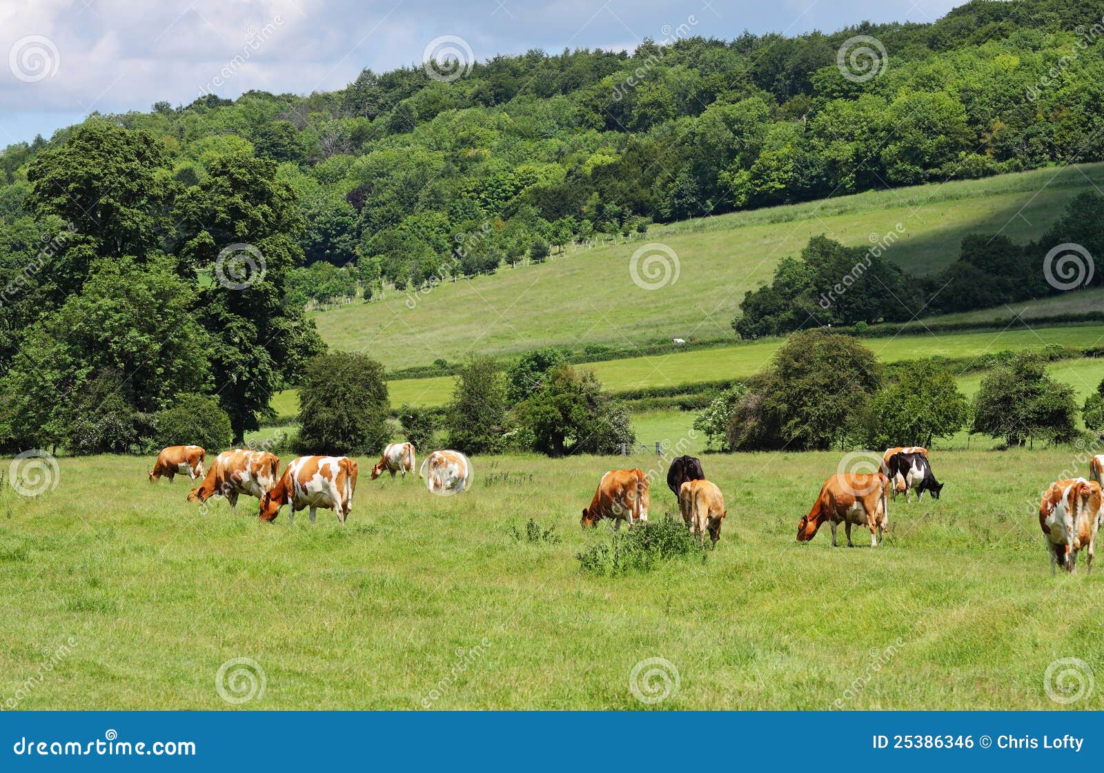 Pasto De Ganado En Un Prado Inglés Foto de archivo Imagen de farmland