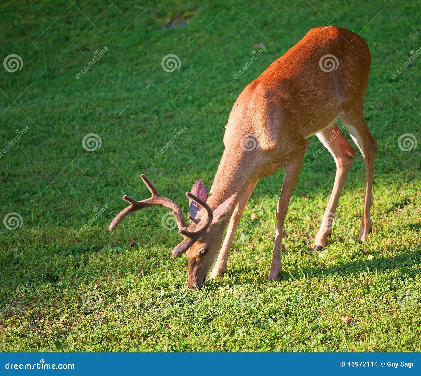 Pasto in discesa. Dollaro del Whitetail che sta mangiando su una leggera collina