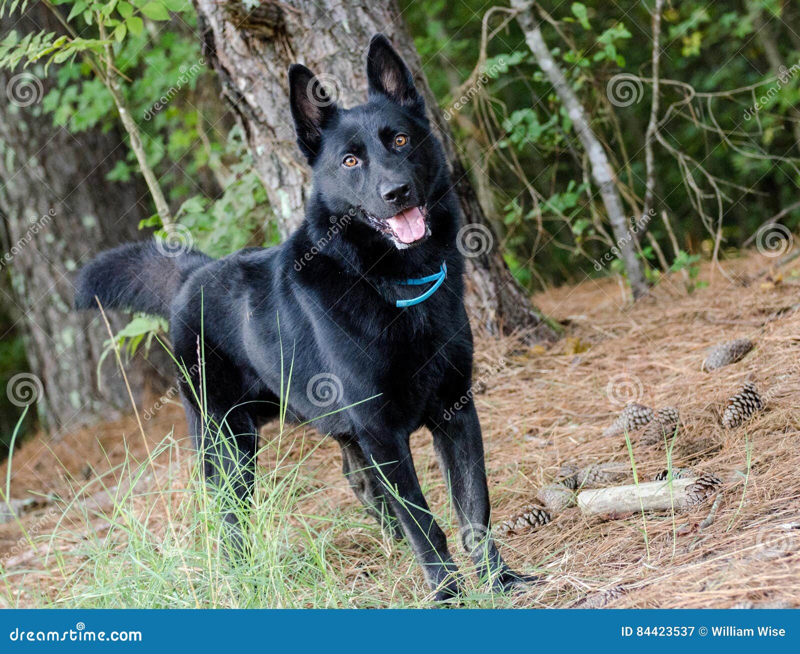 pastor belga negro malinois pastor belga negro malinois
