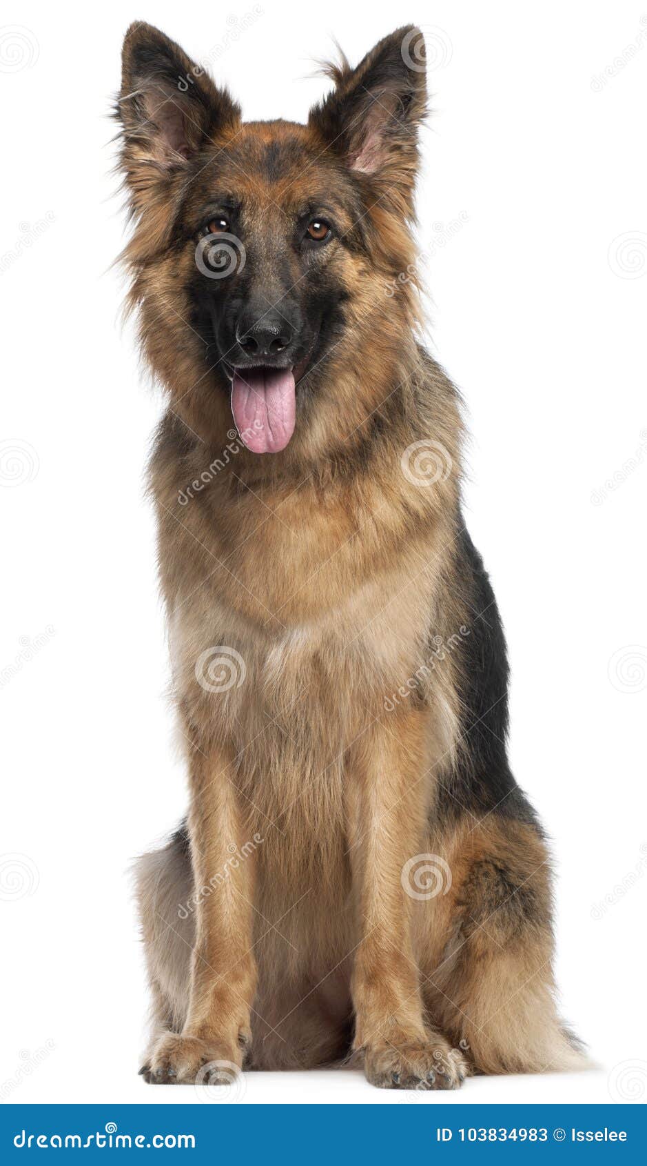 Pastor alemão Dog, 2 e uma metade dos anos velhos, sentando-se na frente de. Pastor alemão Dog, 2 e uma metade dos anos velhos, sentando-se na frente do fundo branco