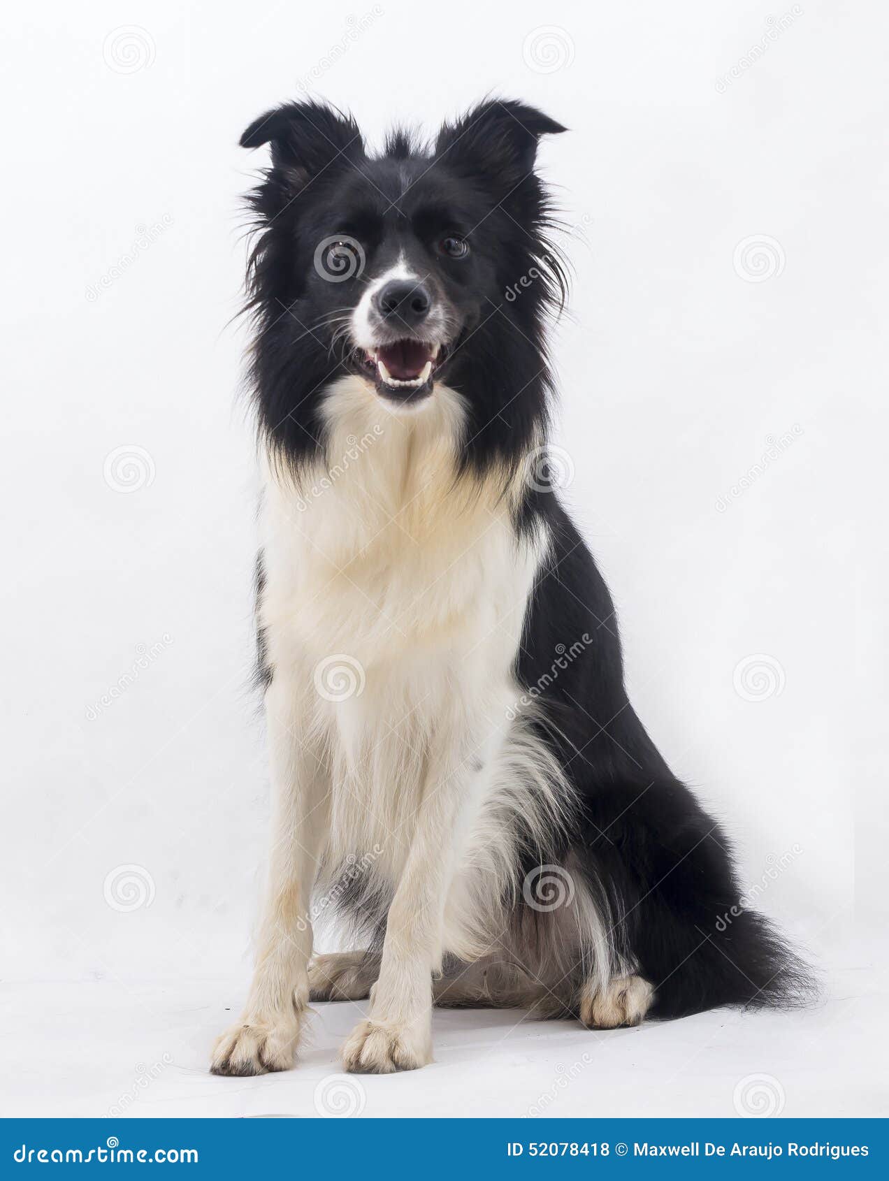 Cão Border Collie foto de stock. Imagem de canino, gramado - 52078418, image size:1272x1690