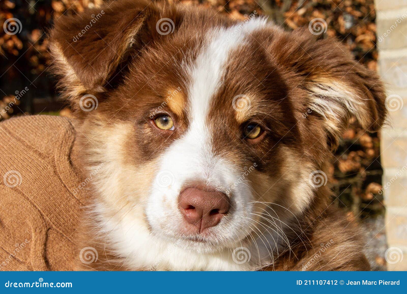 Pastor Australiano - Cão Nosso