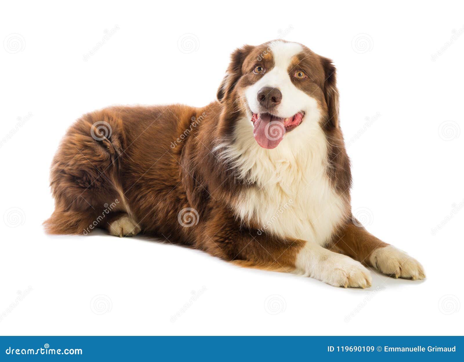 Pastor Australiano Rojo Tricolor Imagen de archivo - Imagen de aislado,  rojo: 119690109, image size:1600x1249