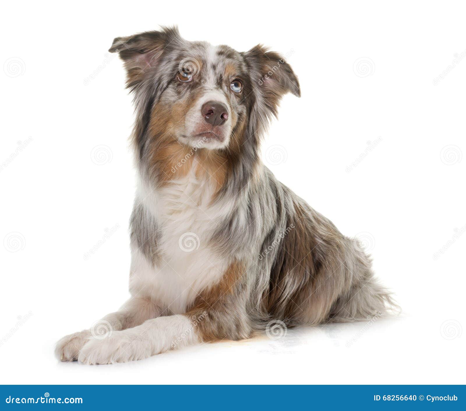 Pastor Australiano Tricolor Foto de archivo - Imagen de adulto, estudio:  68256640, image size:1600x1411