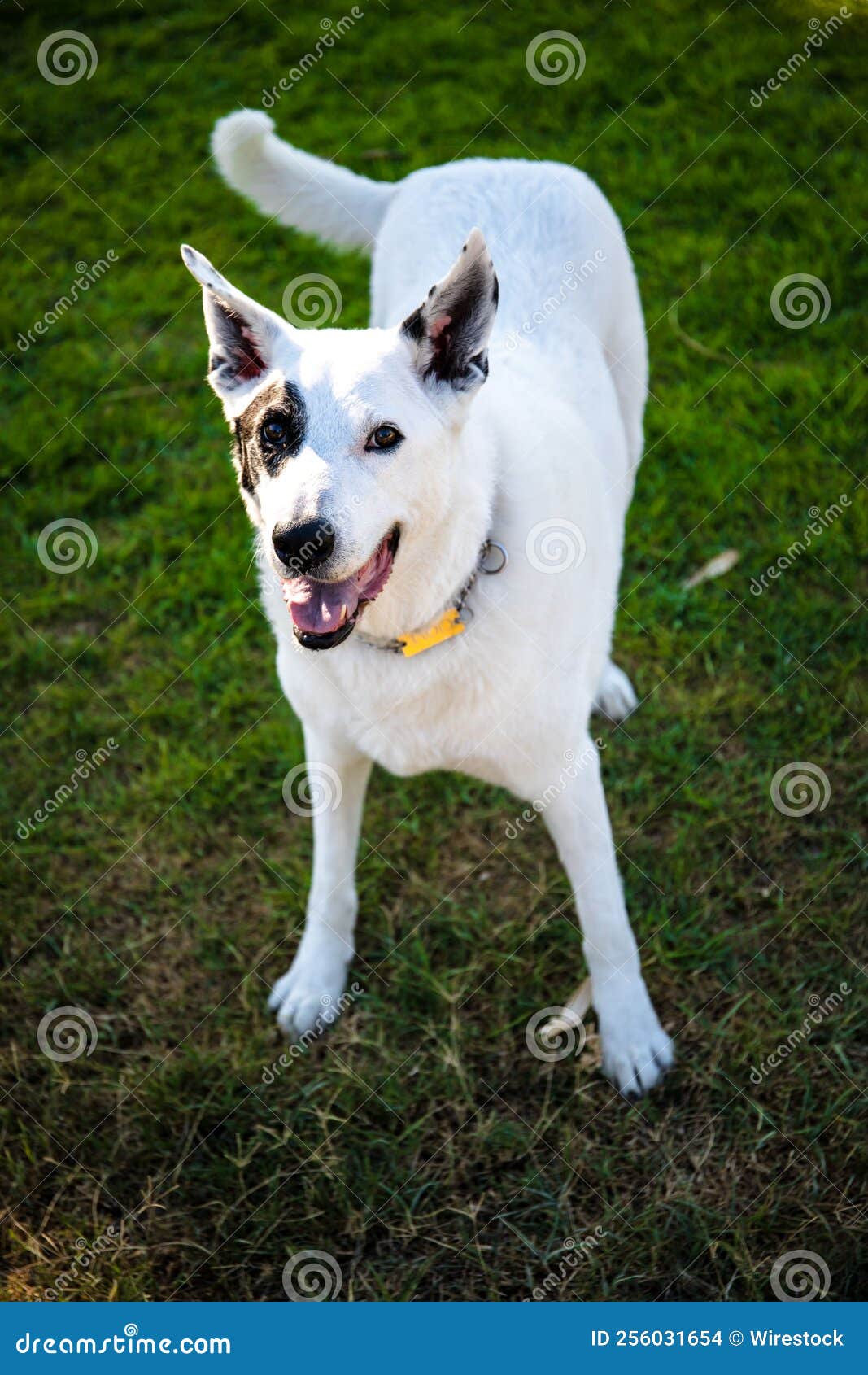 Imagem Vertical De Um Pastor Branco Suíço Misturada Com Um Ponteiro Inglês  Em Pé Com Uma Haste Ligada Foto de Stock - Imagem de ponteiro, branco:  256072546