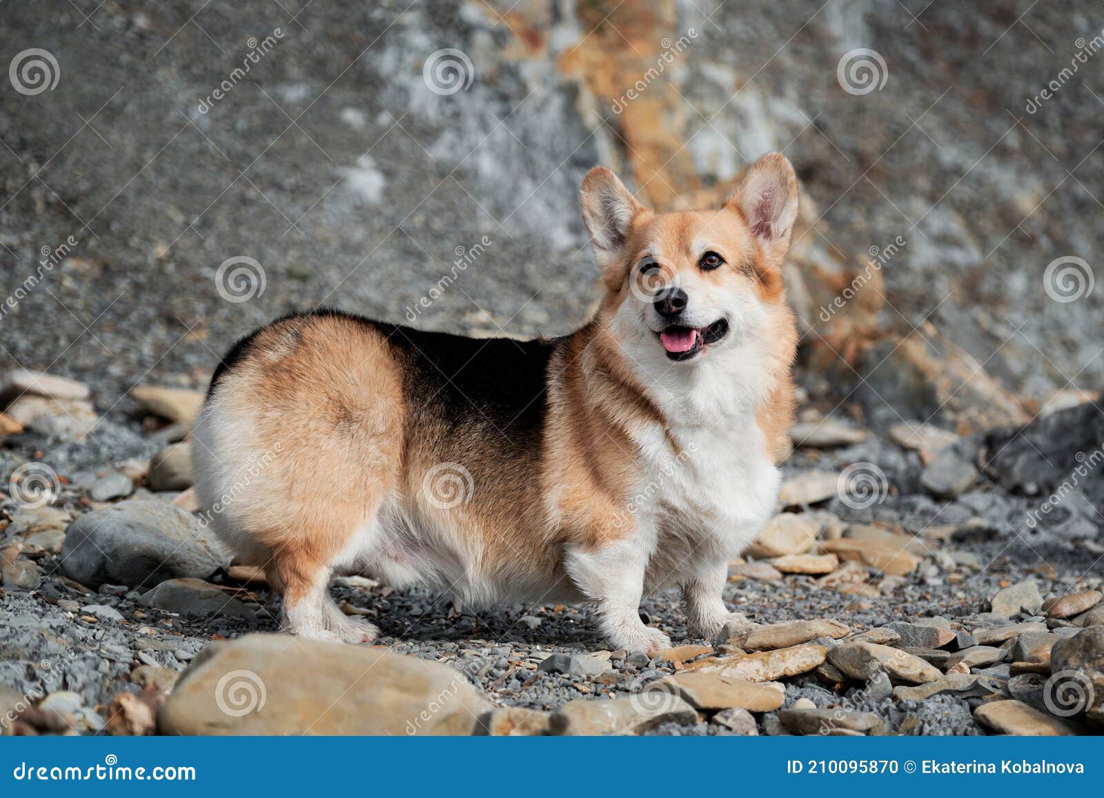 Pembroke Tricolor Galês Corgi Senta-se Em Madeiras Em Folhas De