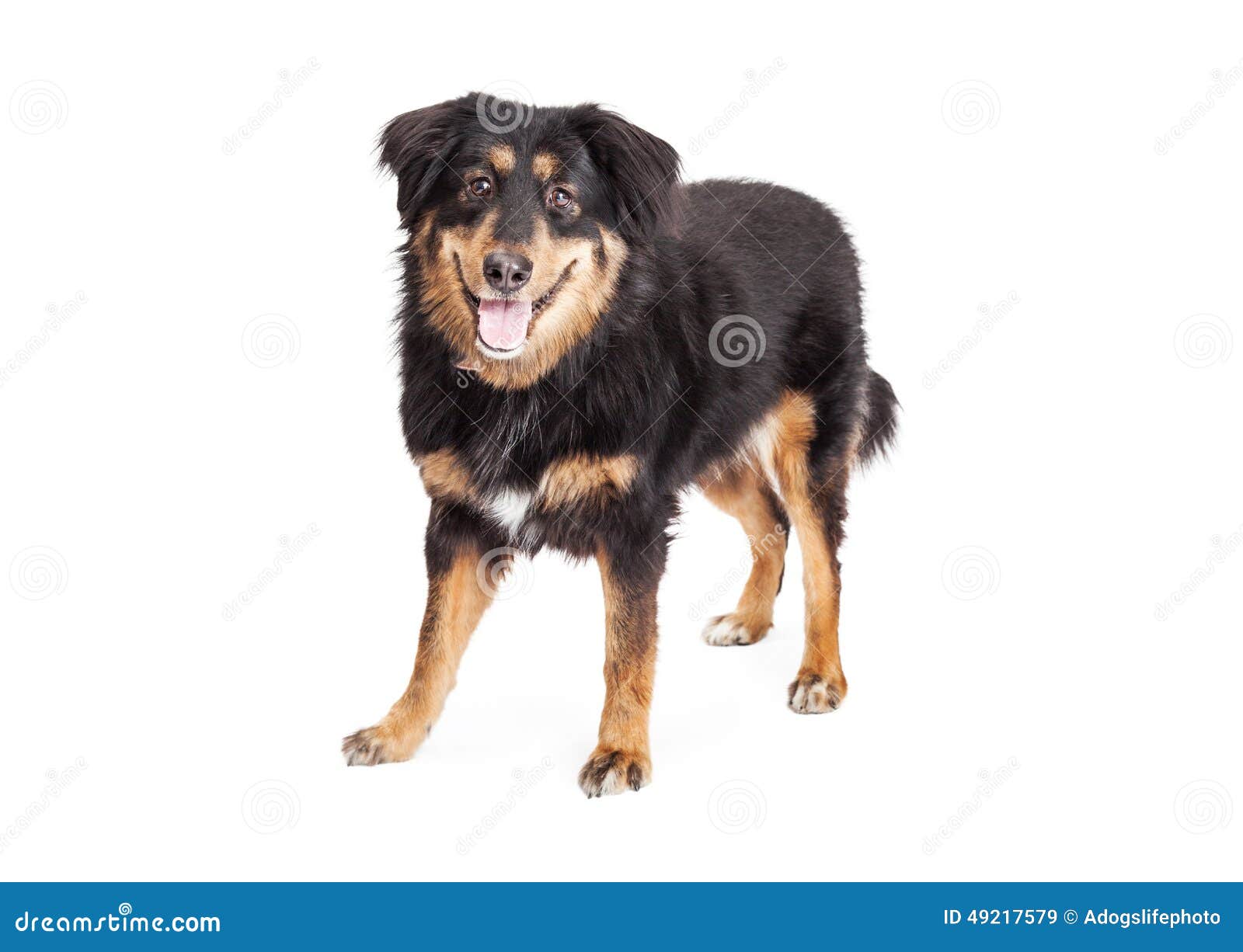 Pastor Inglês Pastoreando Cachorro Com Bola De Tênis Imagem de Stock -  Imagem de jogo, inglês: 177133179