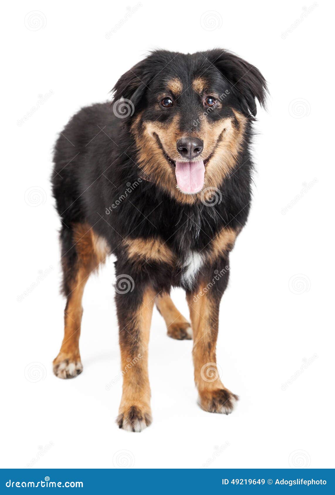 Foto De Stock Cão - Cão De Pastor Inglês Antigo, Royalty-Free