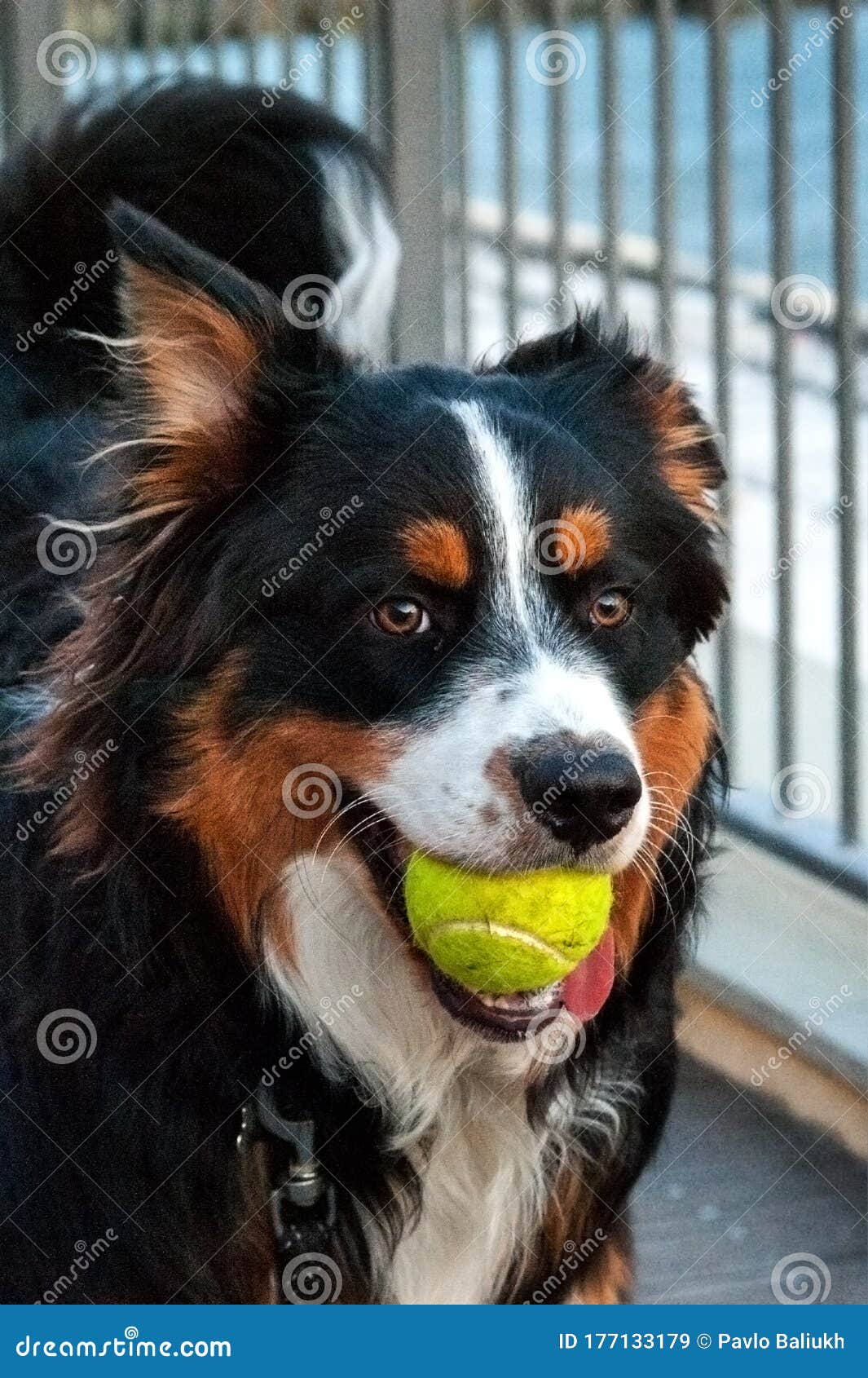 Pastor Inglês Pastoreando Cachorro Com Bola De Tênis Imagem de Stock -  Imagem de jogo, inglês: 177133179