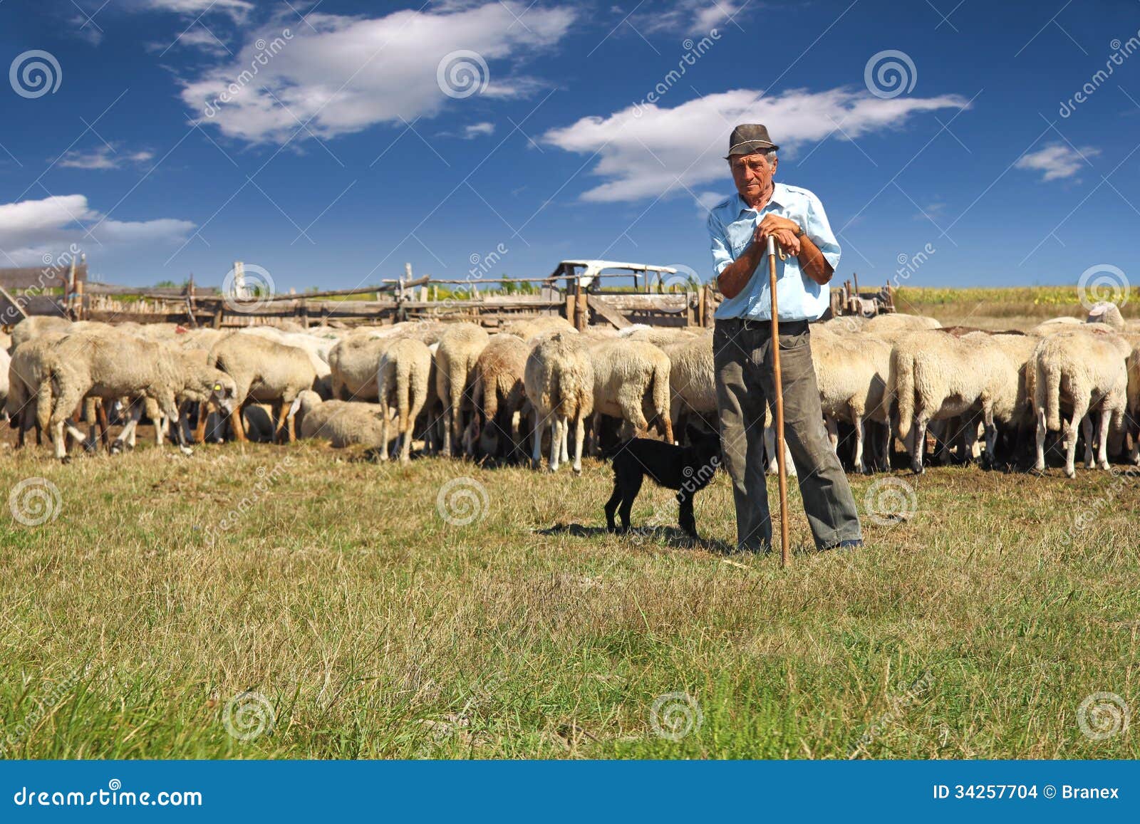 Cerco Lavoro Come Pastore Di Pecore Pastore Con Il Pascolo Delle Pecore Fotografia Stock - Immagine di