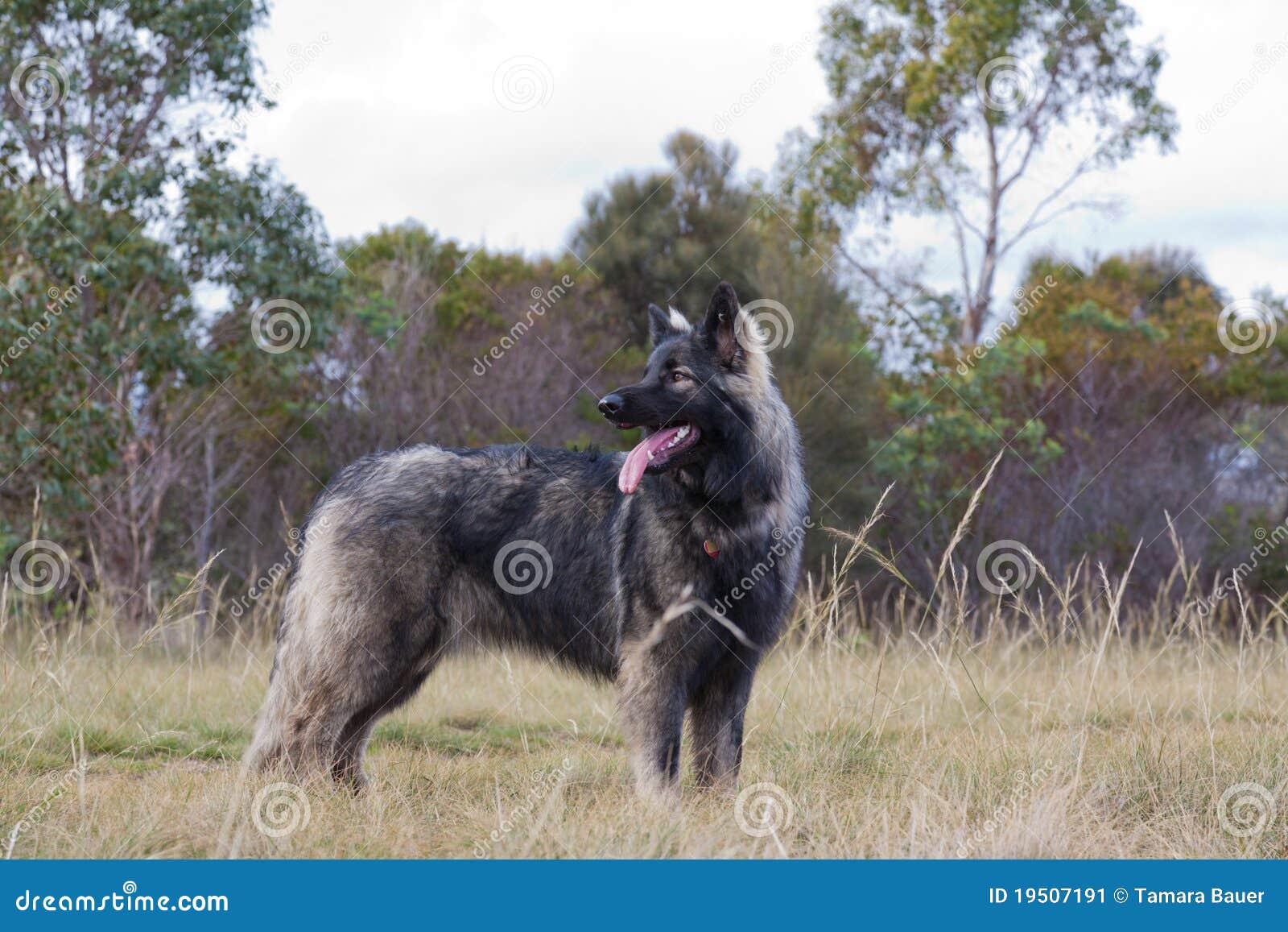 Gray Shepherd