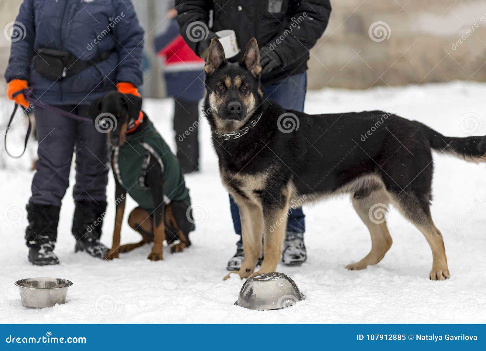 Pastore Tedesco Guardia E Cane Poliziotto Nellinverno Immagine