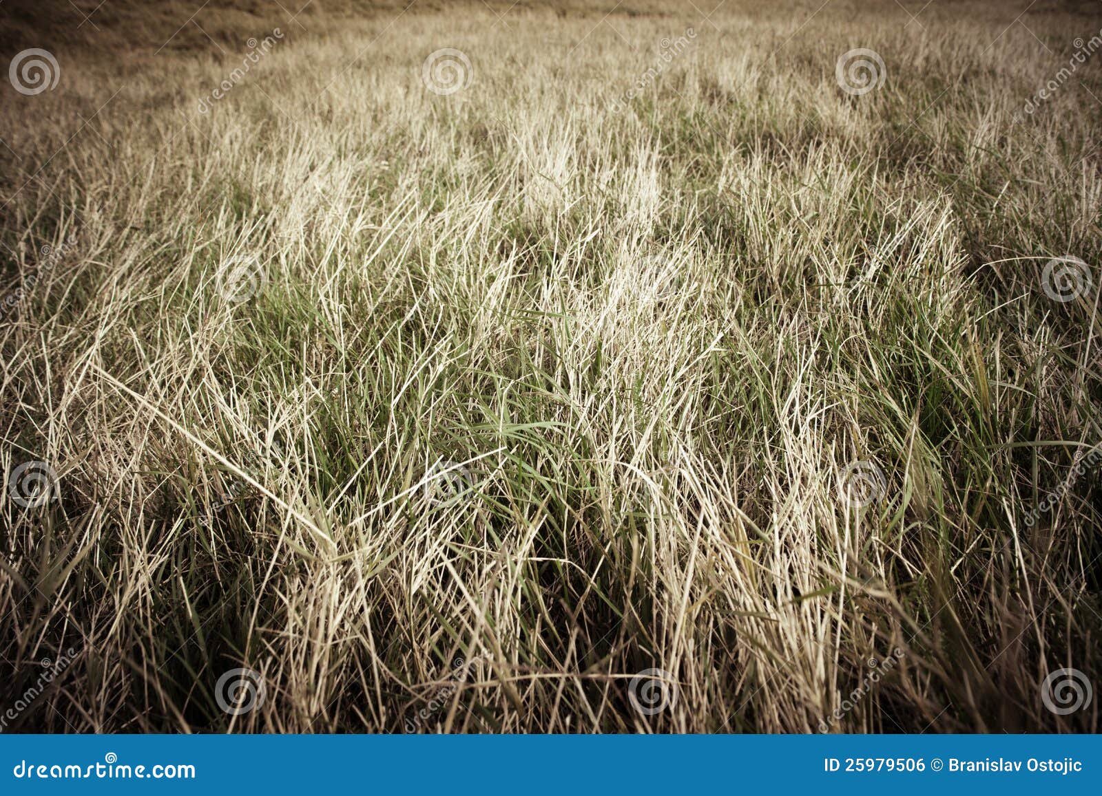 Pasture With Dry Grass Royalty Free Stock Image Image 25979506