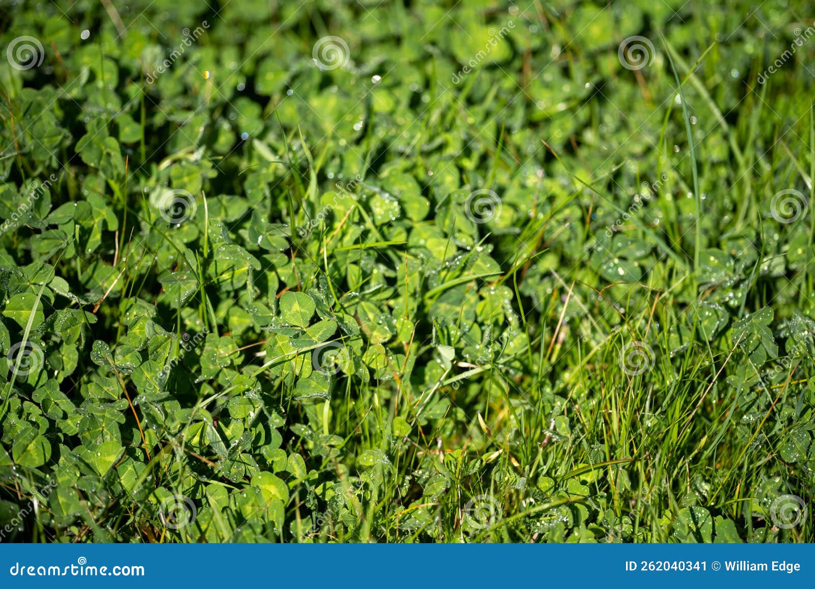 Pasture and Grass Growing on a Regenerative Agriculture Farm Stock