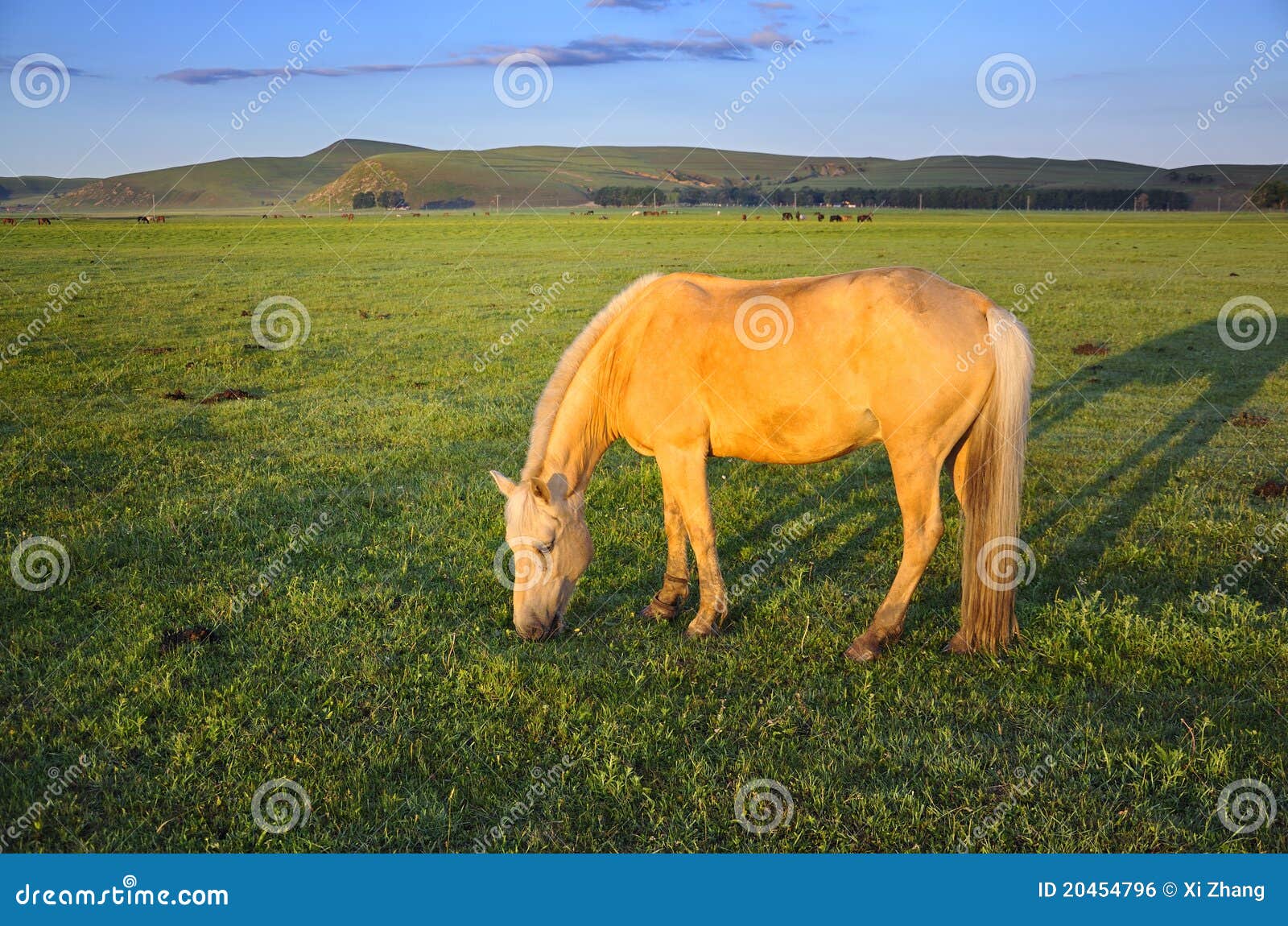 Pasture Horses stock photo. Image of grass, plants, farm 20454796