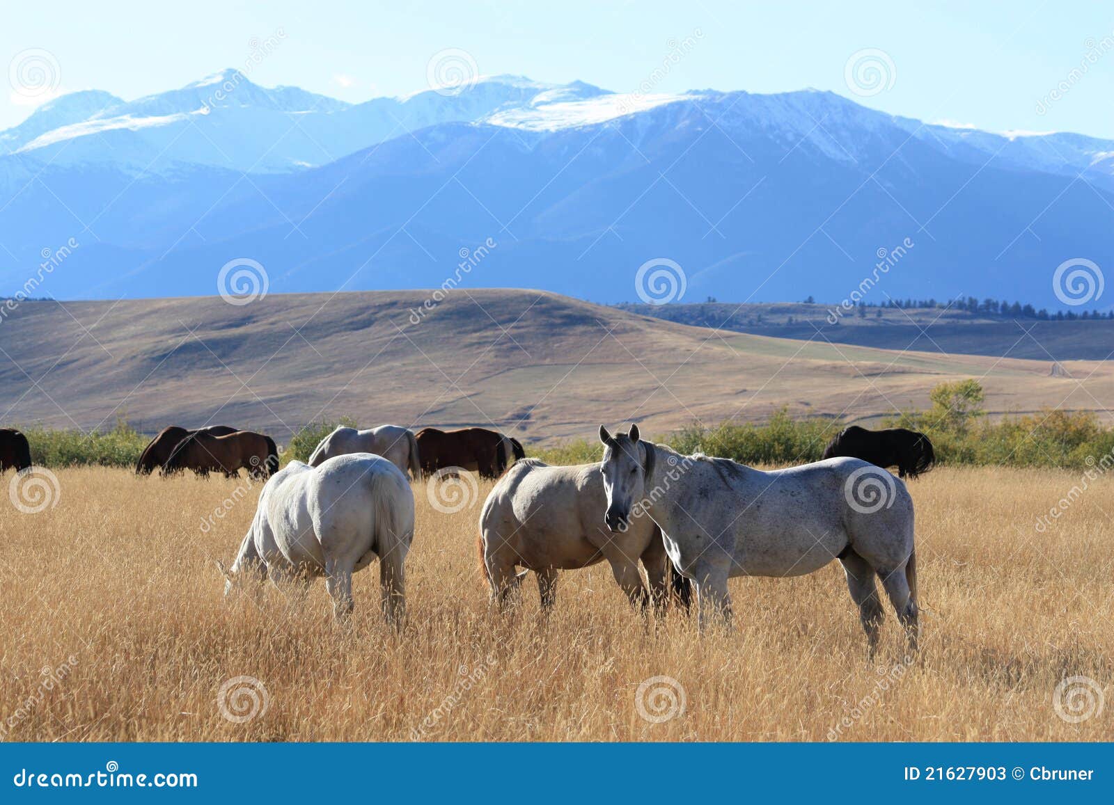 Pasture of Plenty stock image. Image of absaroka, buttermilk 21627903