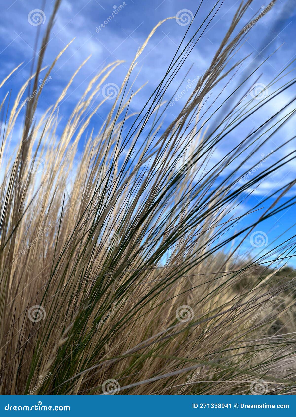 pastures in argentinian patagonia. paja (pappostipa frigida)