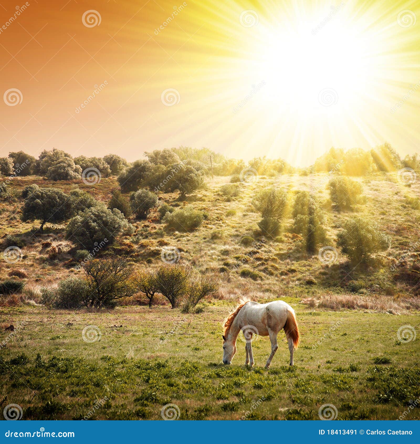 pasturing horse