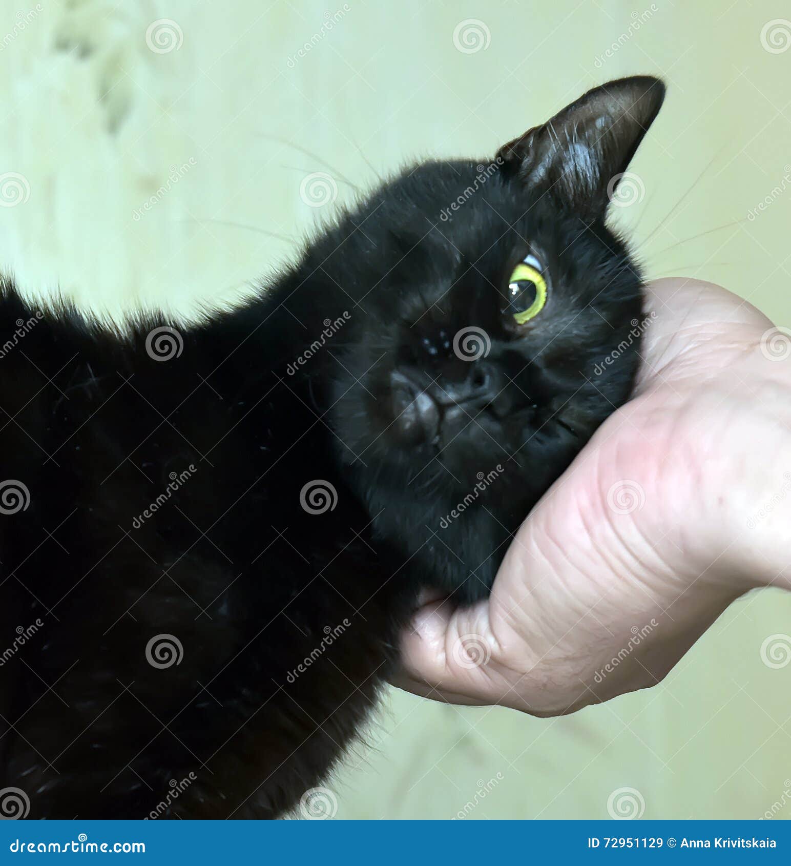 Pat the cat stock image. Image of love, claw, british 72951129