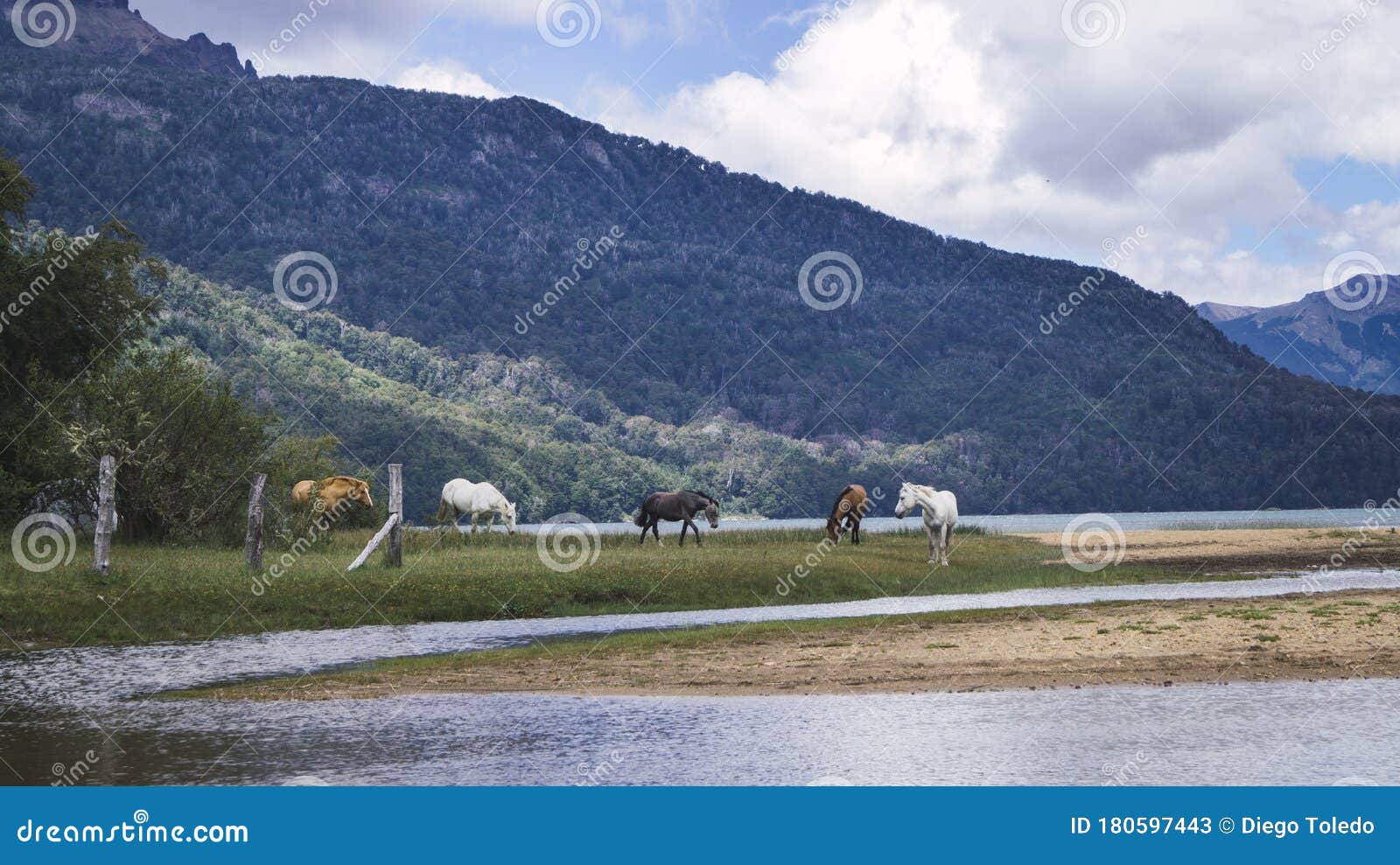 horses in the lake, patagonia, argentina