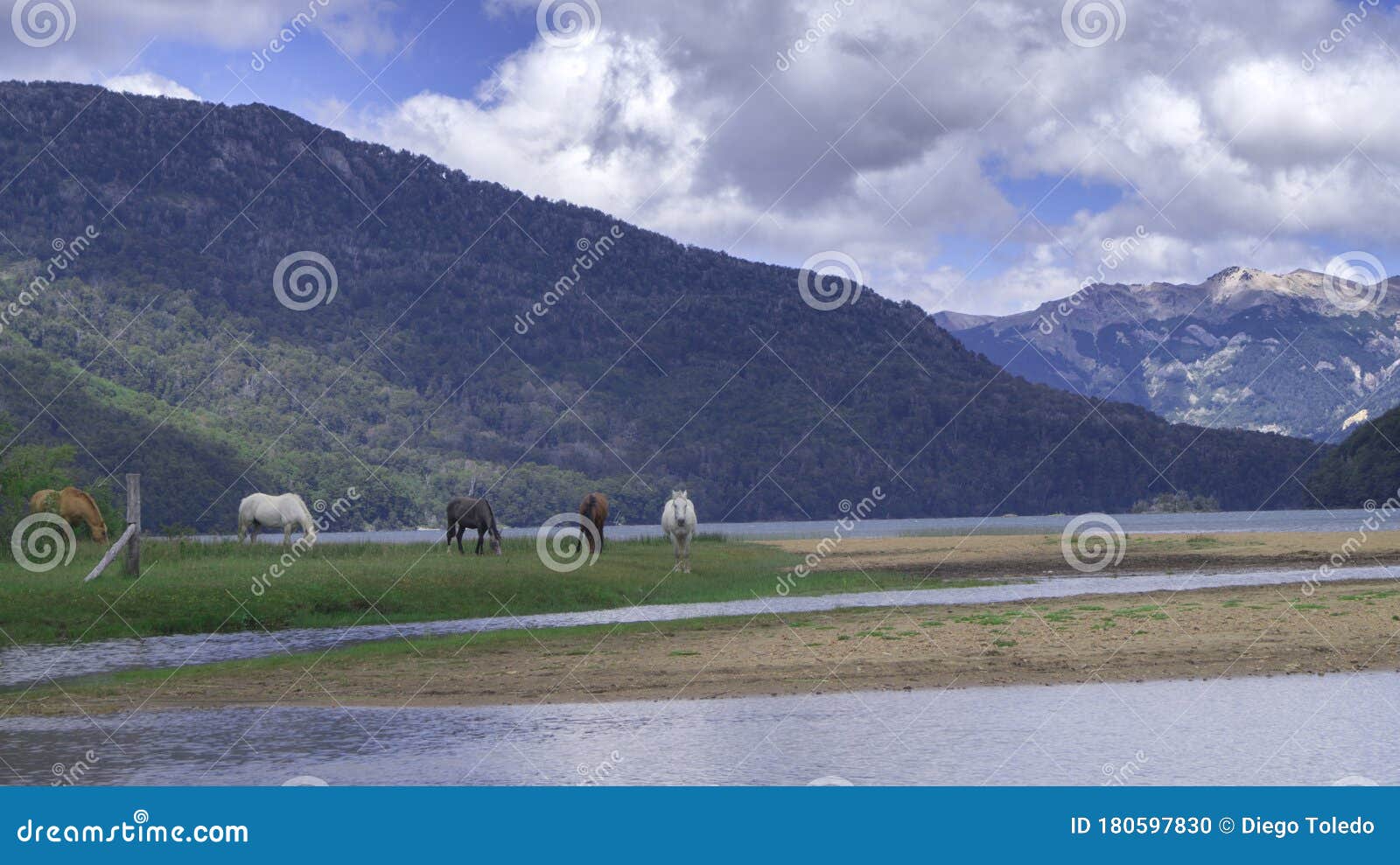 horses in bariloche, patagonia argentina