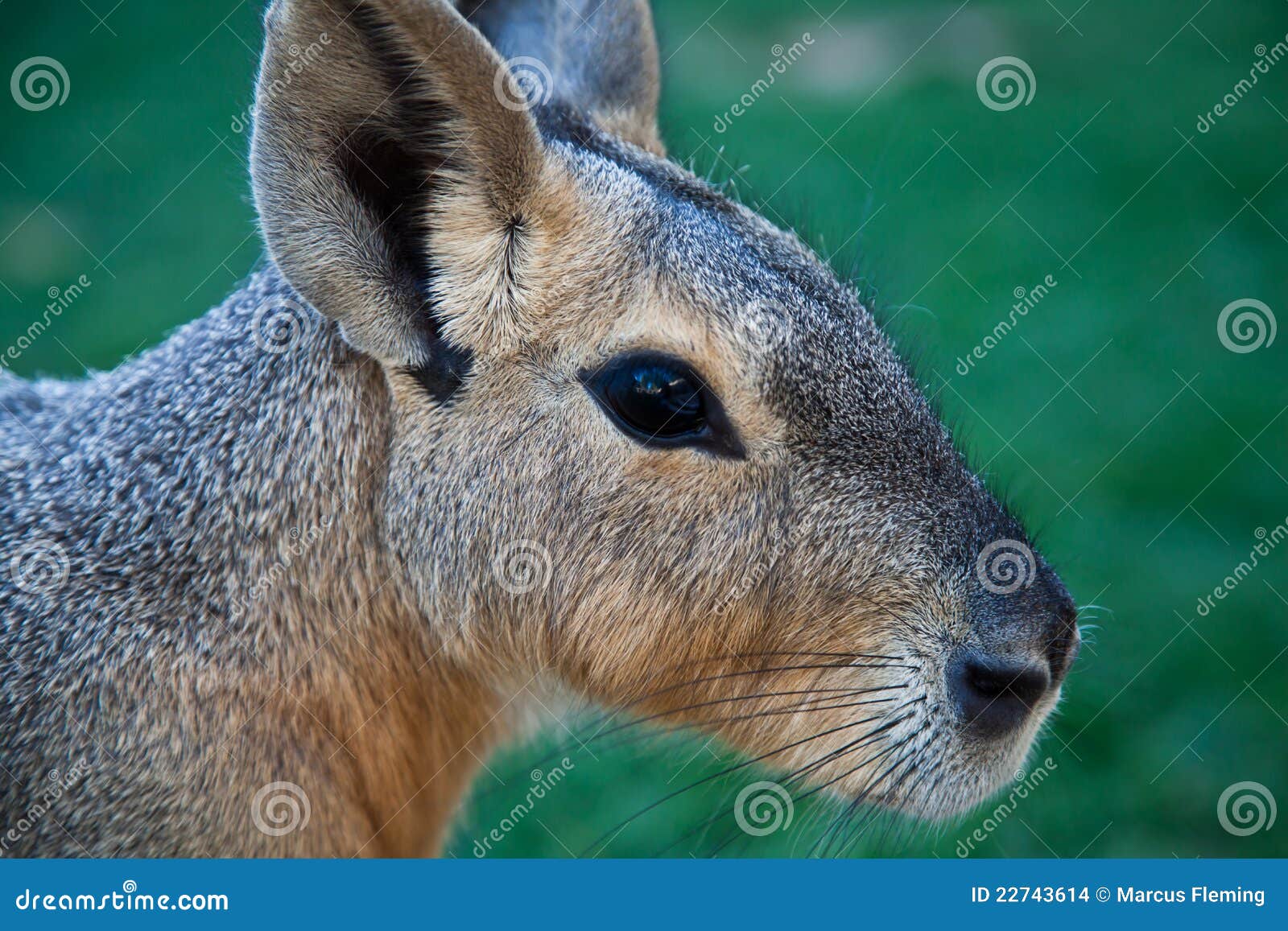 patagonian cavy