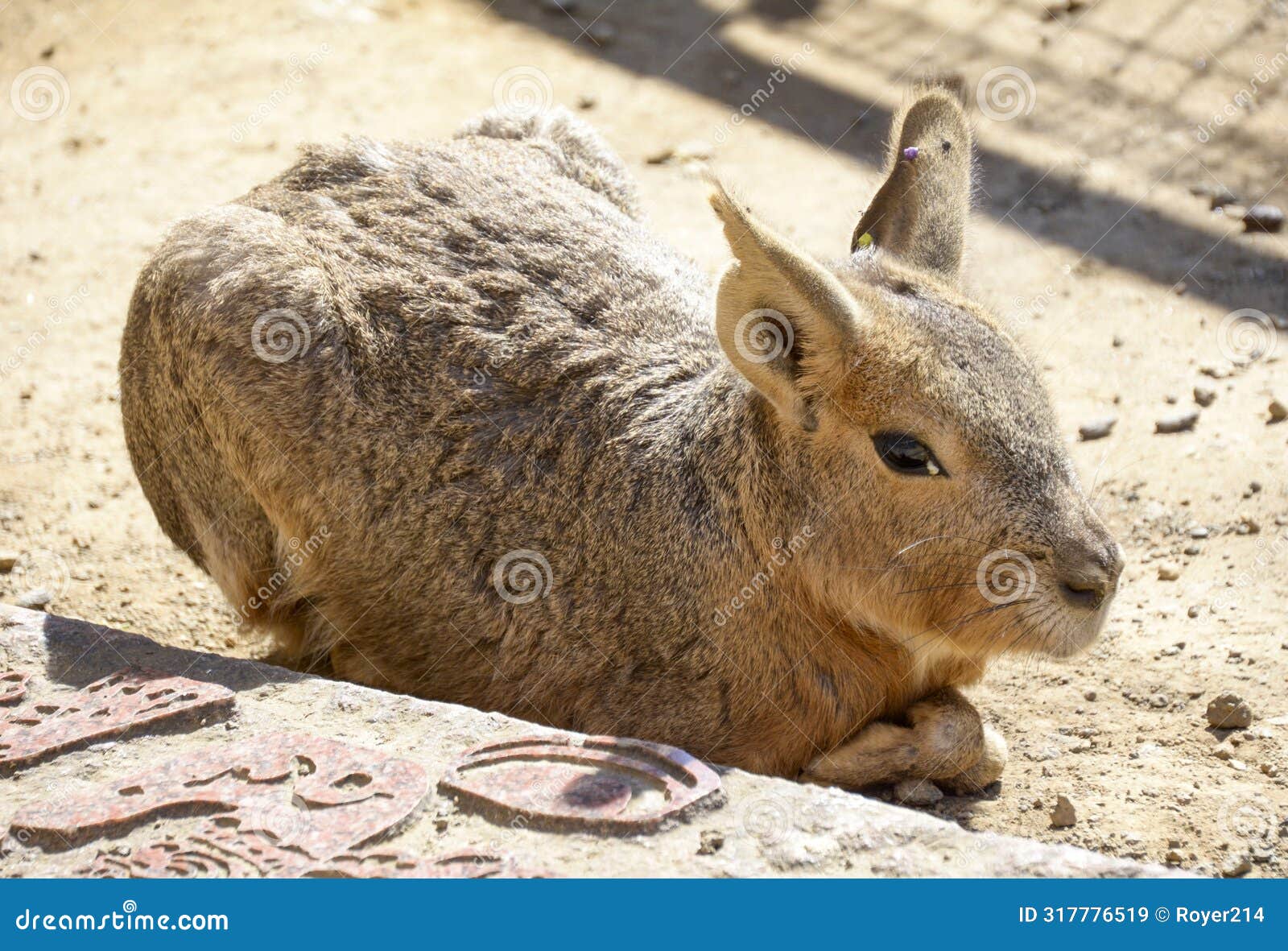 patagonian cavy