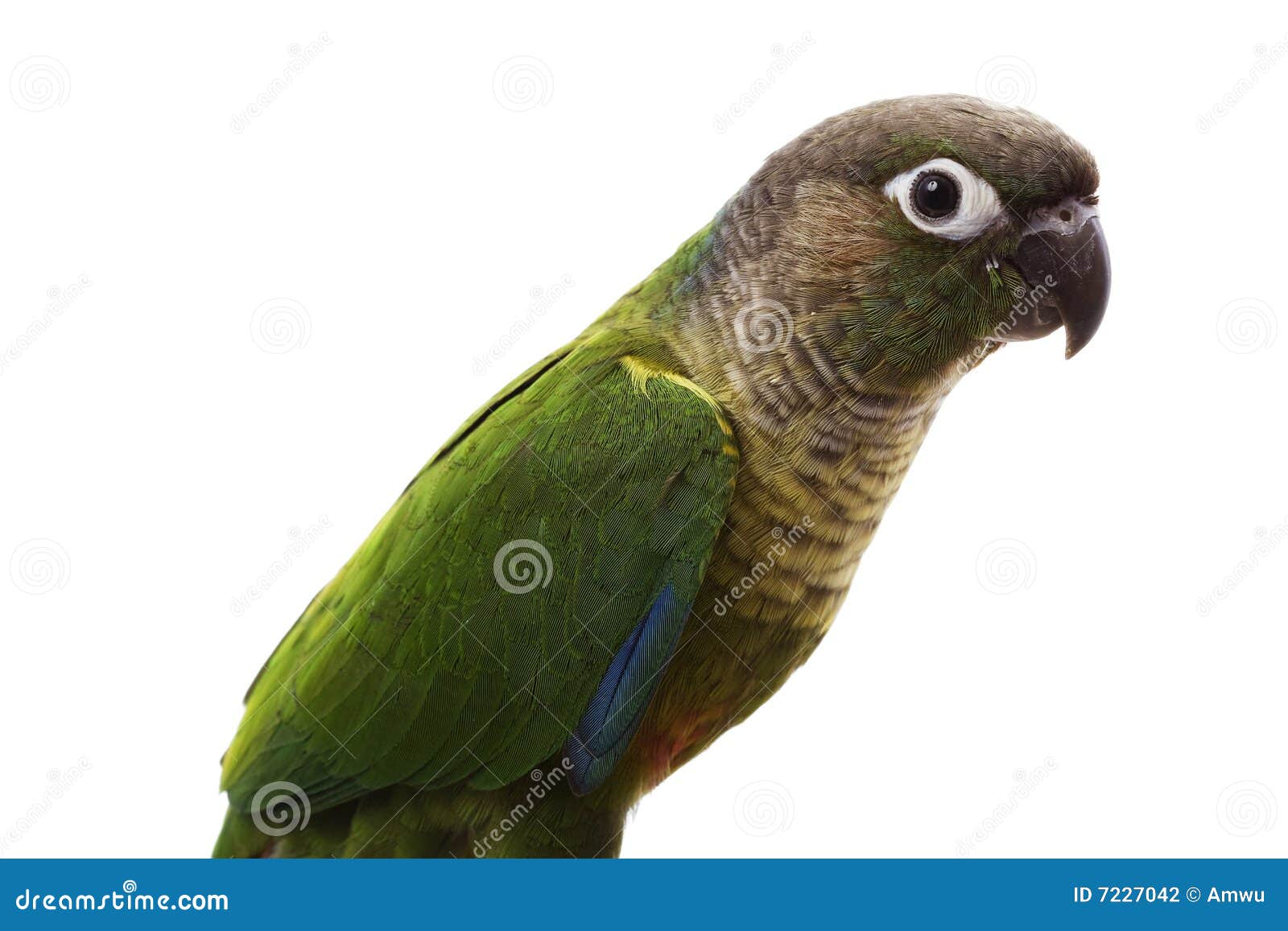 patagonian conure