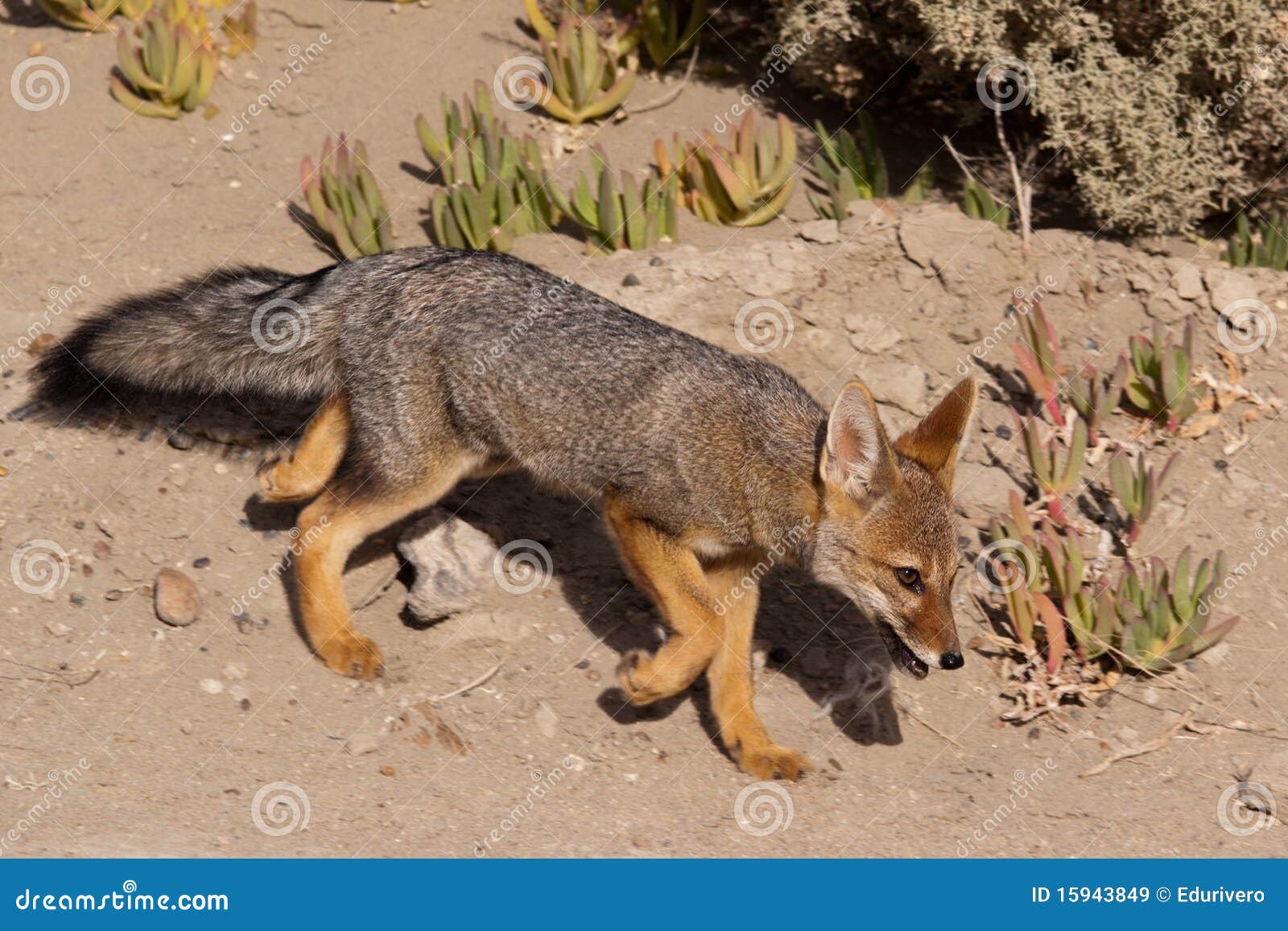 patagonian gray fox