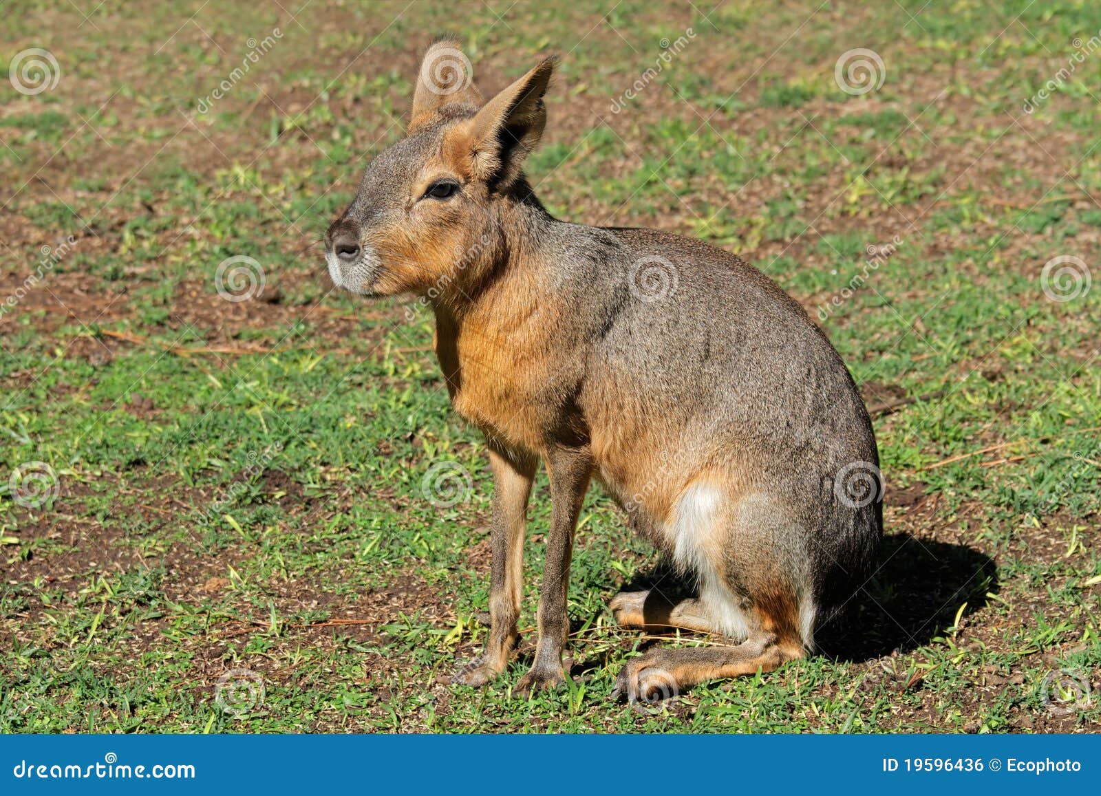 patagonian mara