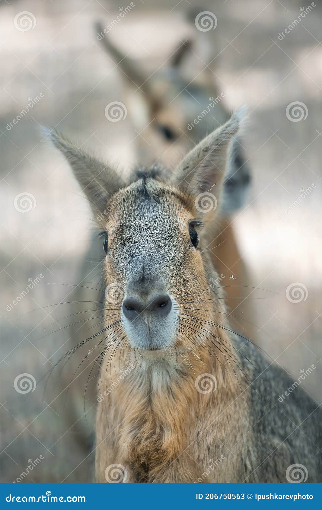 patagonian mara dolichotis patagonum is a relatively large rodent in the mara genus dolichotis. it is also known as the