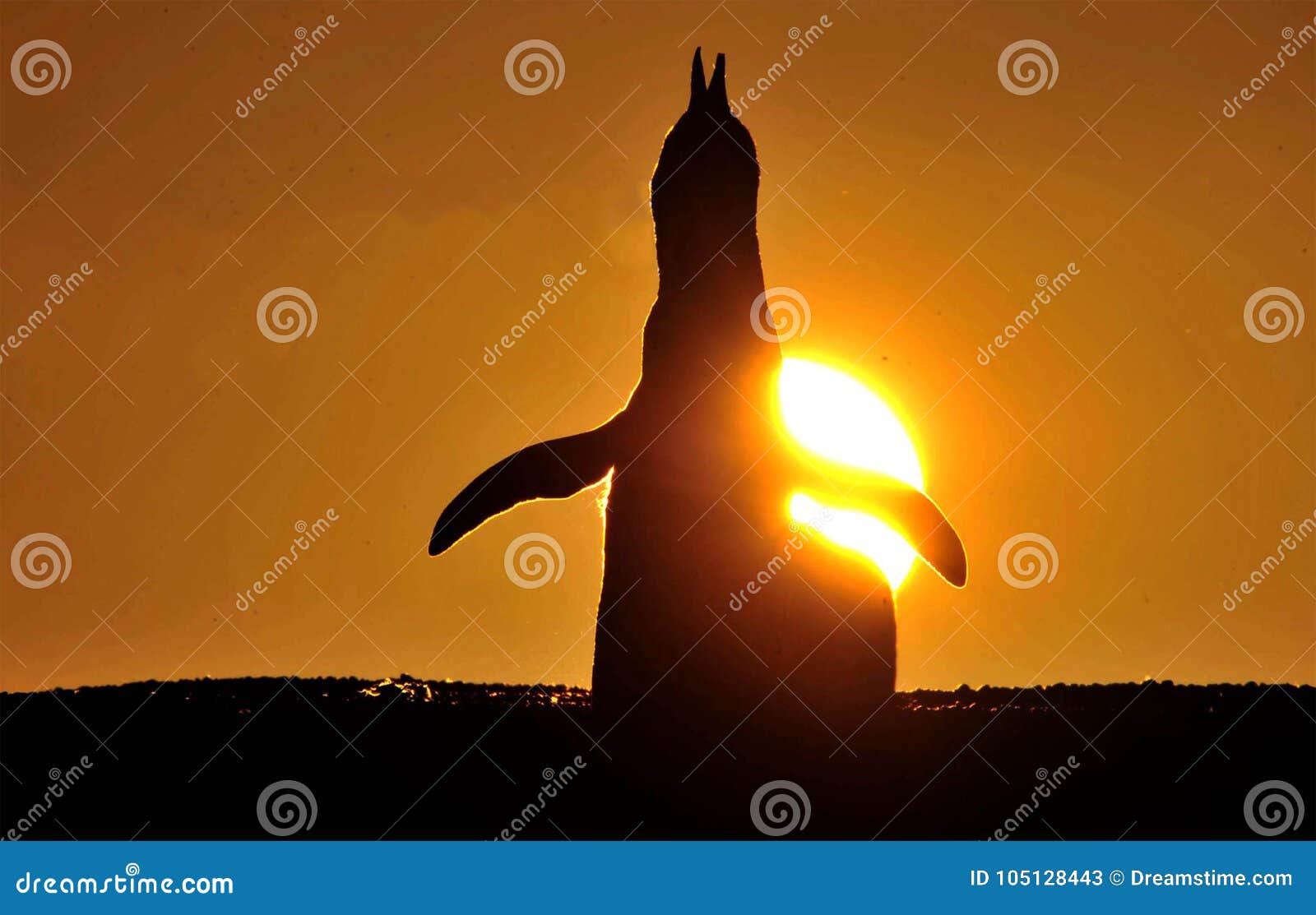 Patagonian Pinguïn. Pinguino in een zonsondergang van Argentijns Patagonië