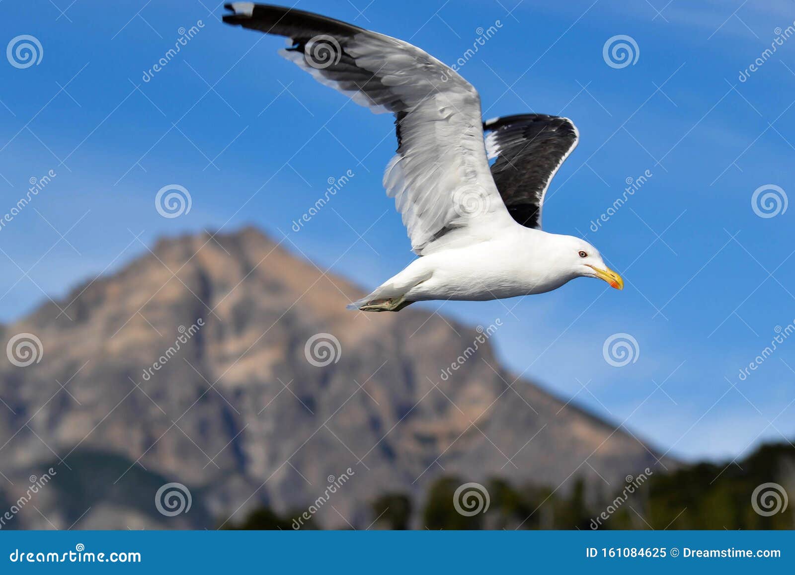 patagonian seagull