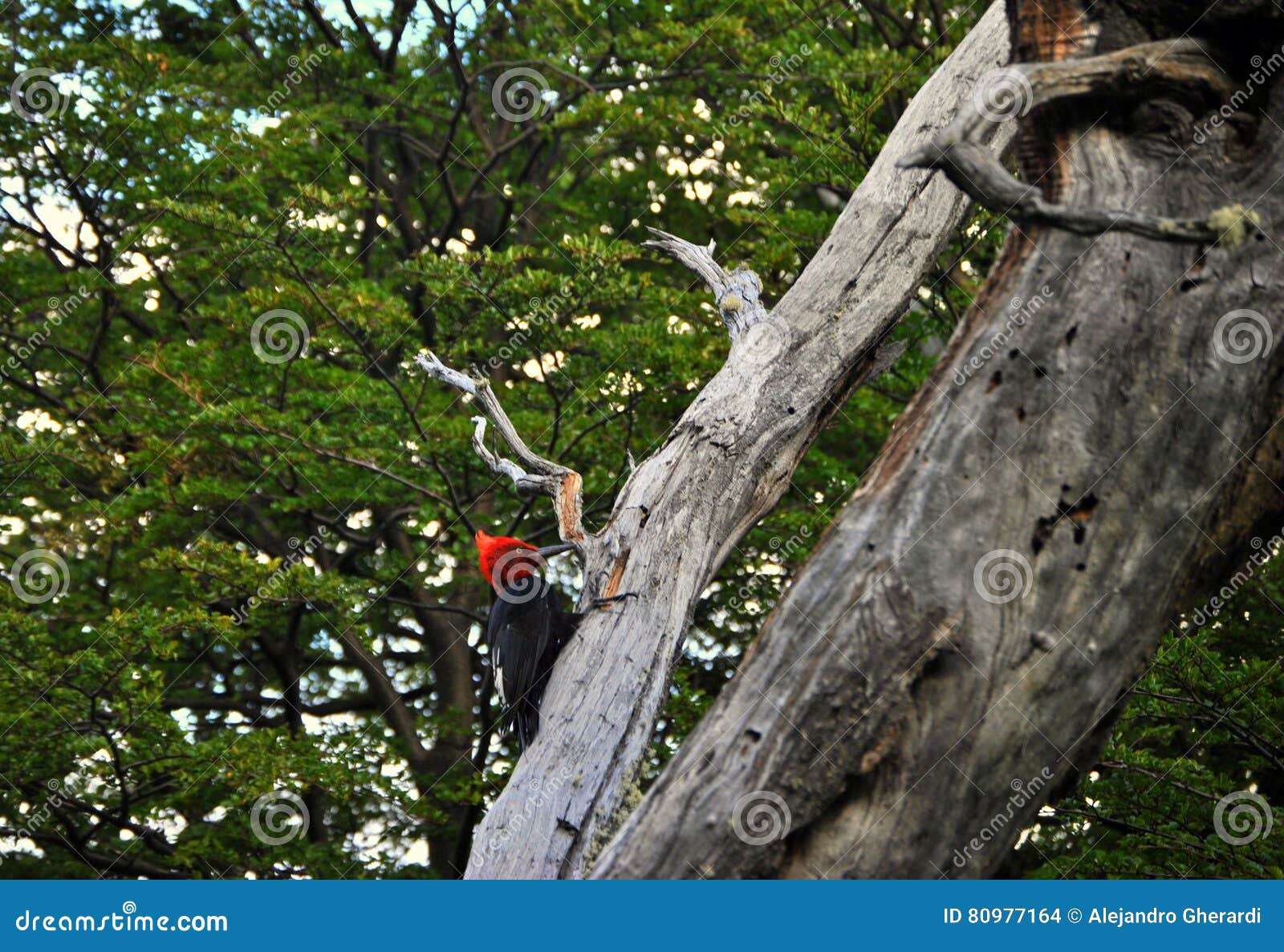 patagonian woodpecker