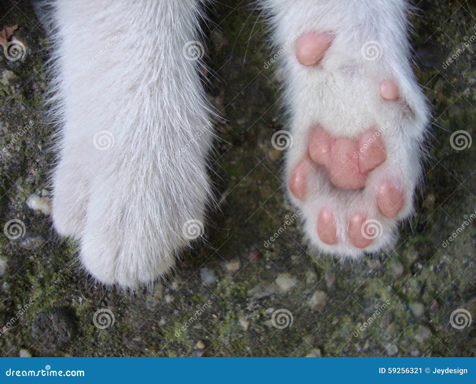 Лапки белые у лесного. Лапка кота. Белые кошачьи лапки. Кот с белыми лапками. Белая лапа кота.