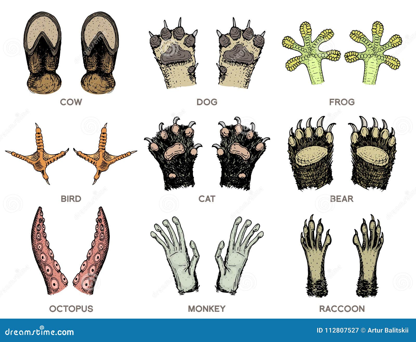 Лапки на английском. Отпечаток лапы обезьяны. Эволюция лапок животных. Следы морских обитателей. Животные для следов ножек.