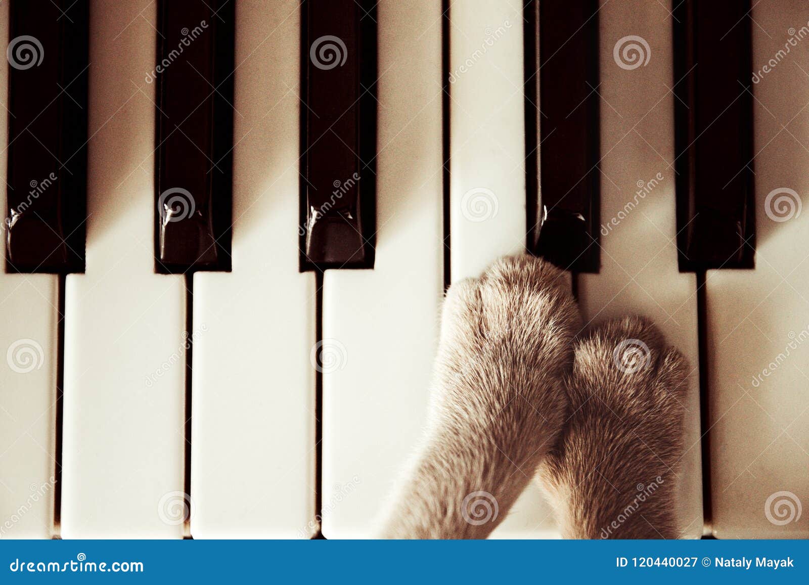 Patas Dos Gatos Que Encontram-se Nas Chaves Do Piano Perto Acima Do Jogo Do  Gato Imagem de Stock - Imagem de chaves, fofofo: 120440027