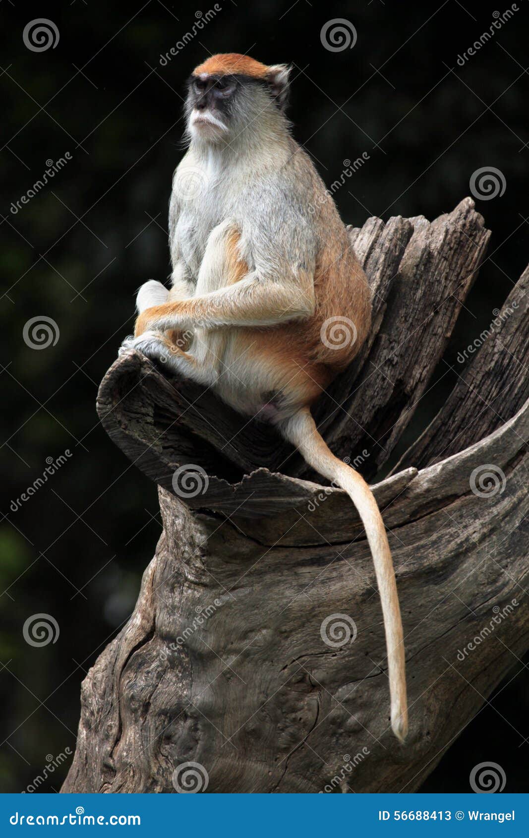patas monkey (erythrocebus patas).